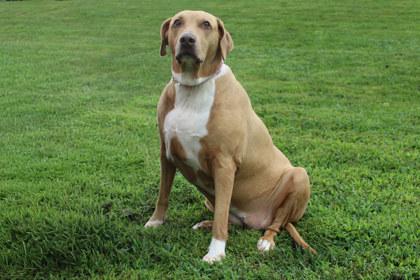 Enlarge Summer, a Adoptable mixed breed in Kansas City, MO image 3/3