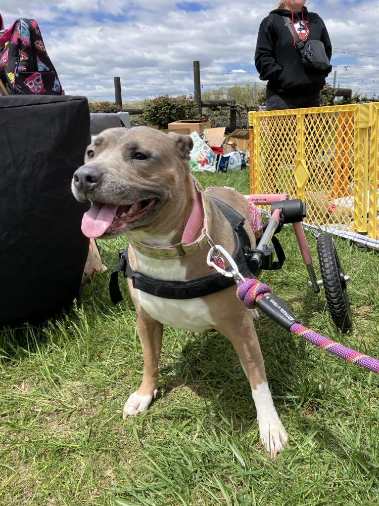 Coral, Adult Female Pit Bull Terrier