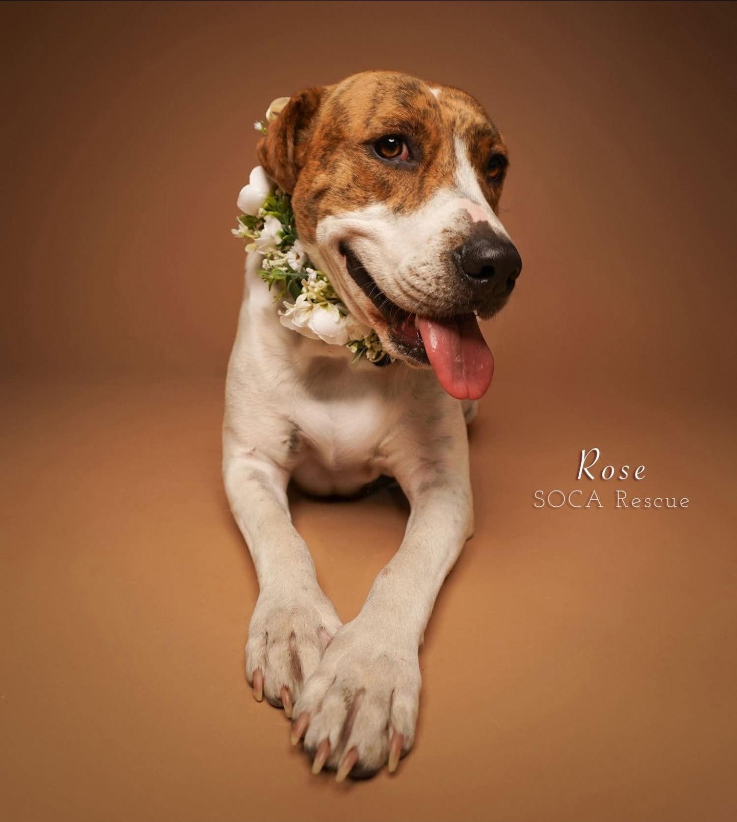 Enlarge Rose, a Adoptable mixed breed in Traverse City, MI image 1/3