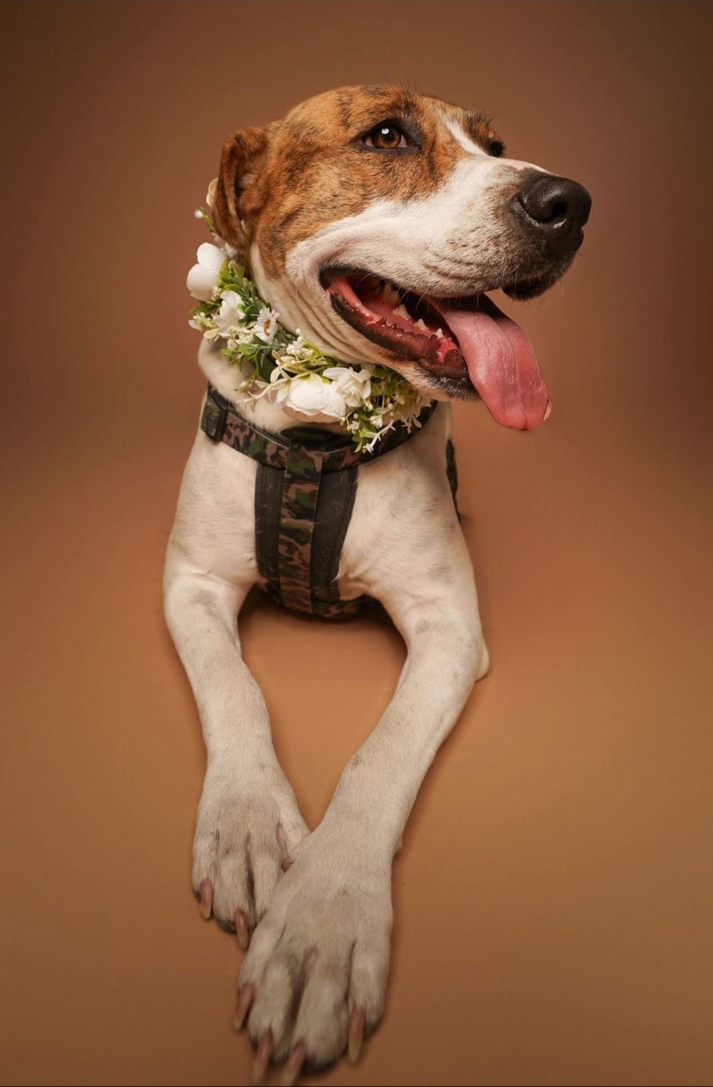 Rose, Adoptable, Young Female Labrador Retriever & Cattle Dog.