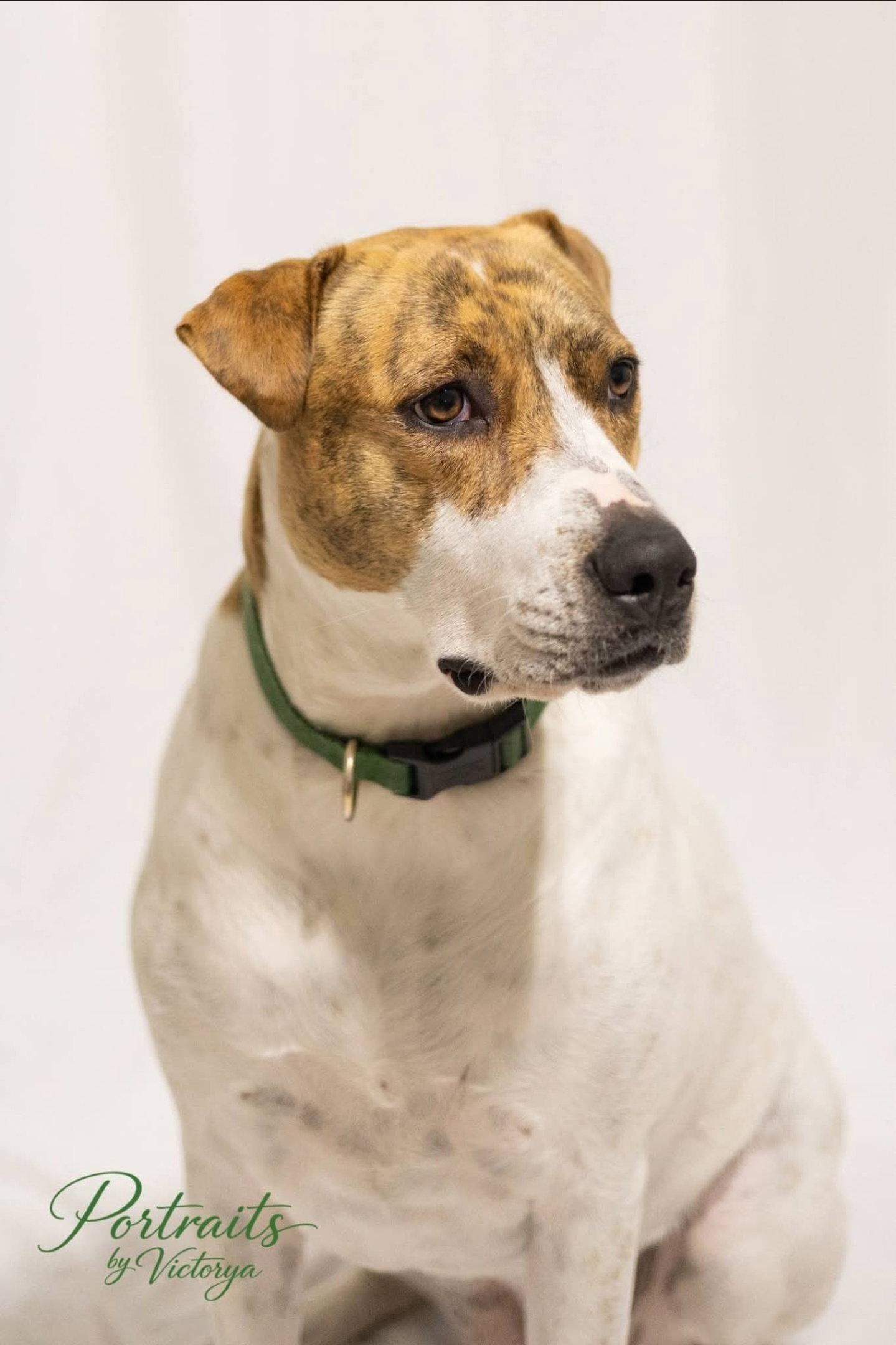 Enlarge Rose, a Adoptable Cattle Dog in Traverse City, MI image 2/3