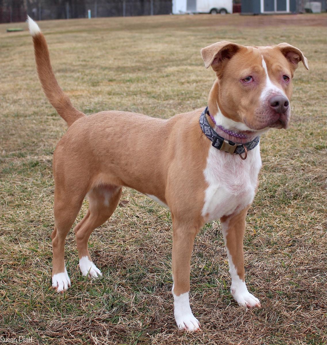 Cornbread, a ADOPTABLE mixed breed in Bedford, VA image 3/3