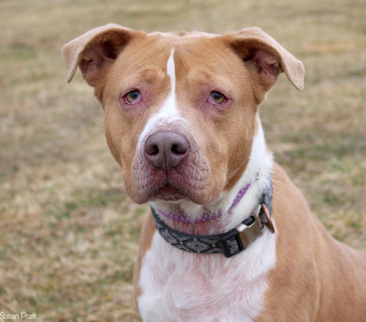 Cornbread, a ADOPTABLE mixed breed in Bedford, VA image 1/3