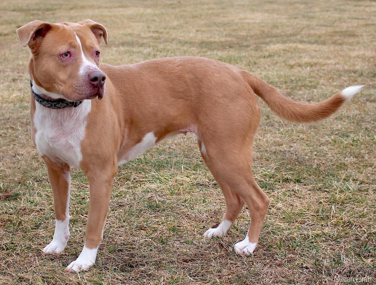 Cornbread, a ADOPTABLE mixed breed in Bedford, VA image 2/3