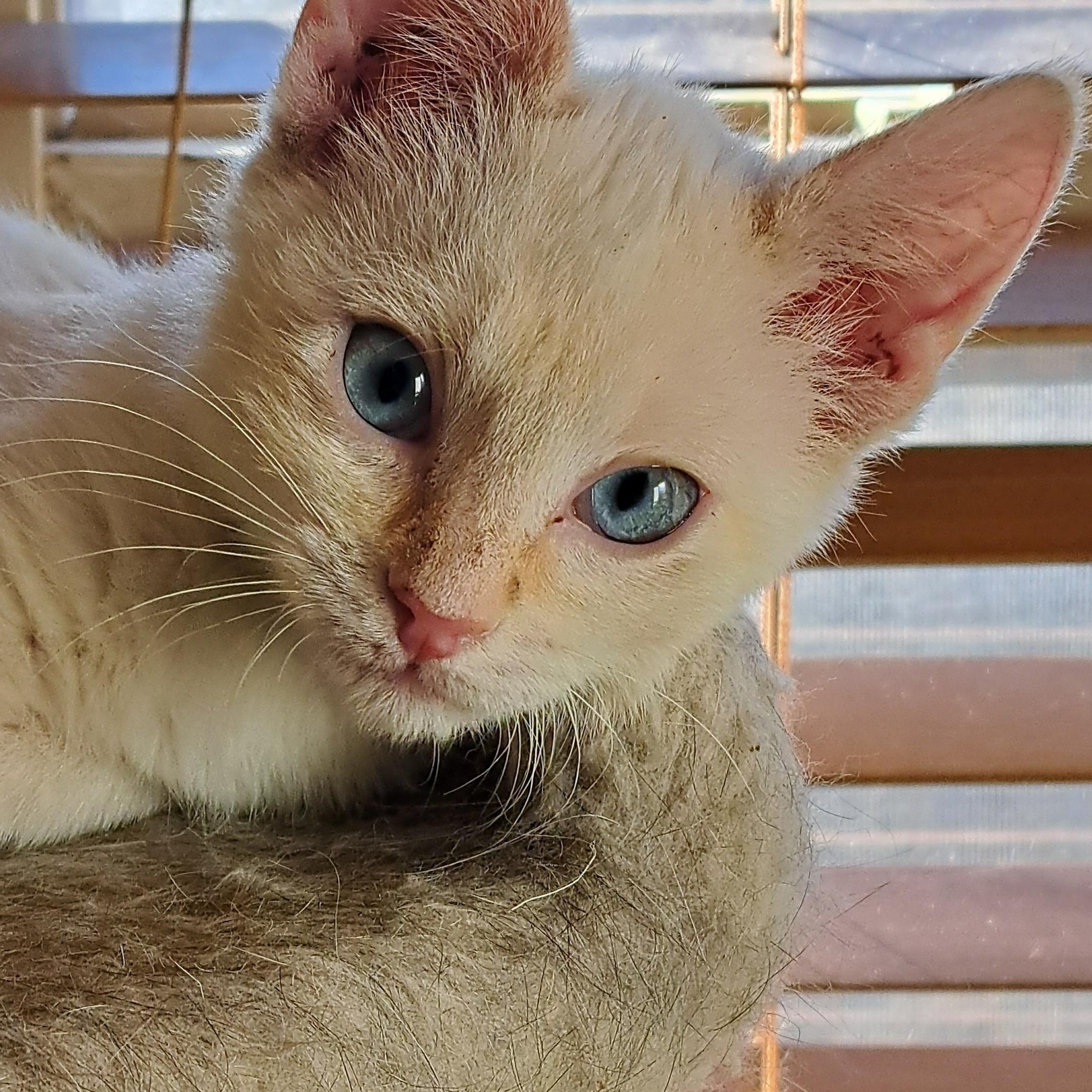 Pearl and Ebony, Adopted, Young Female Siamese & Domestic Short Hair.