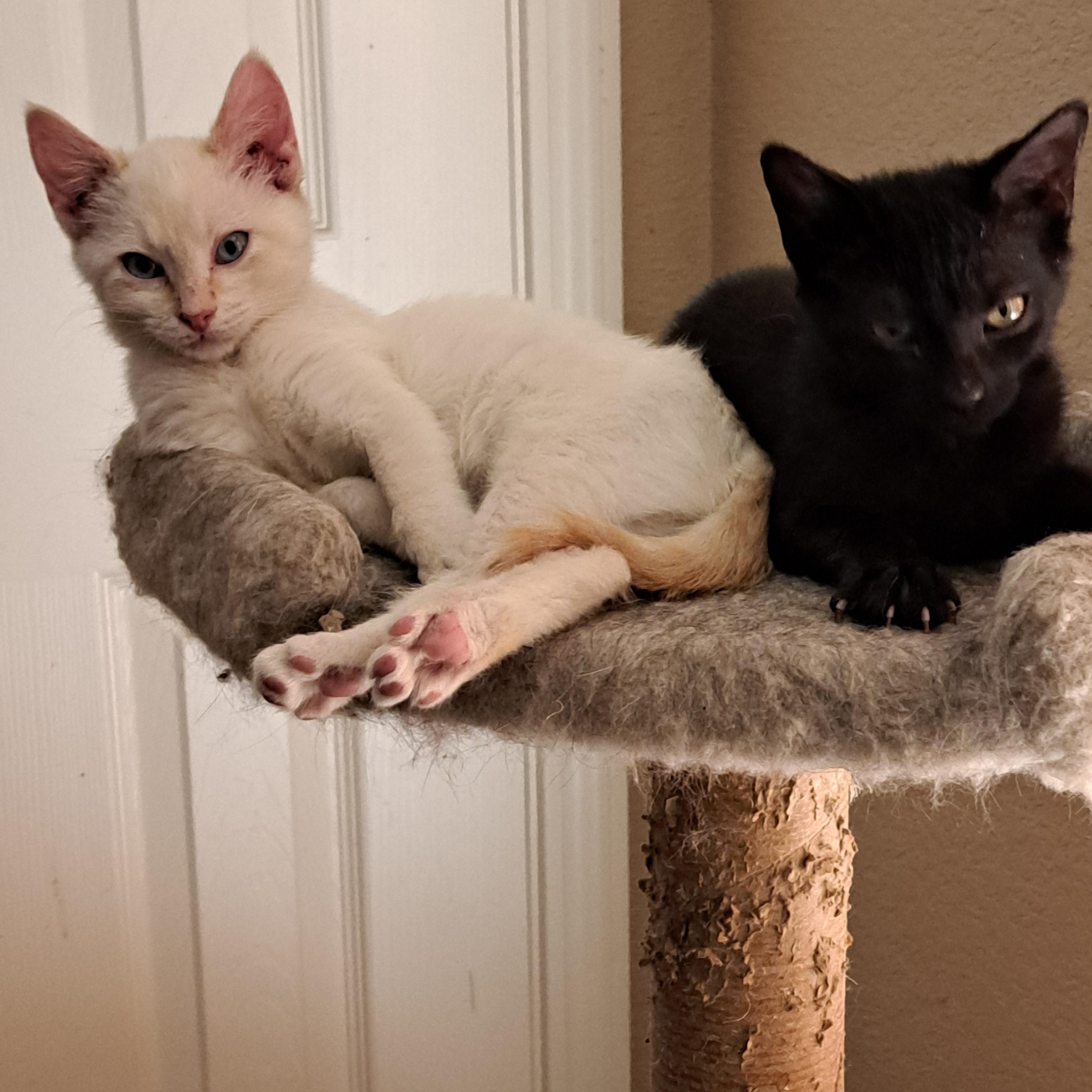 Enlarge Pearl and Ebony, a Adopted mixed breed in Albuquerque, NM image 2/5