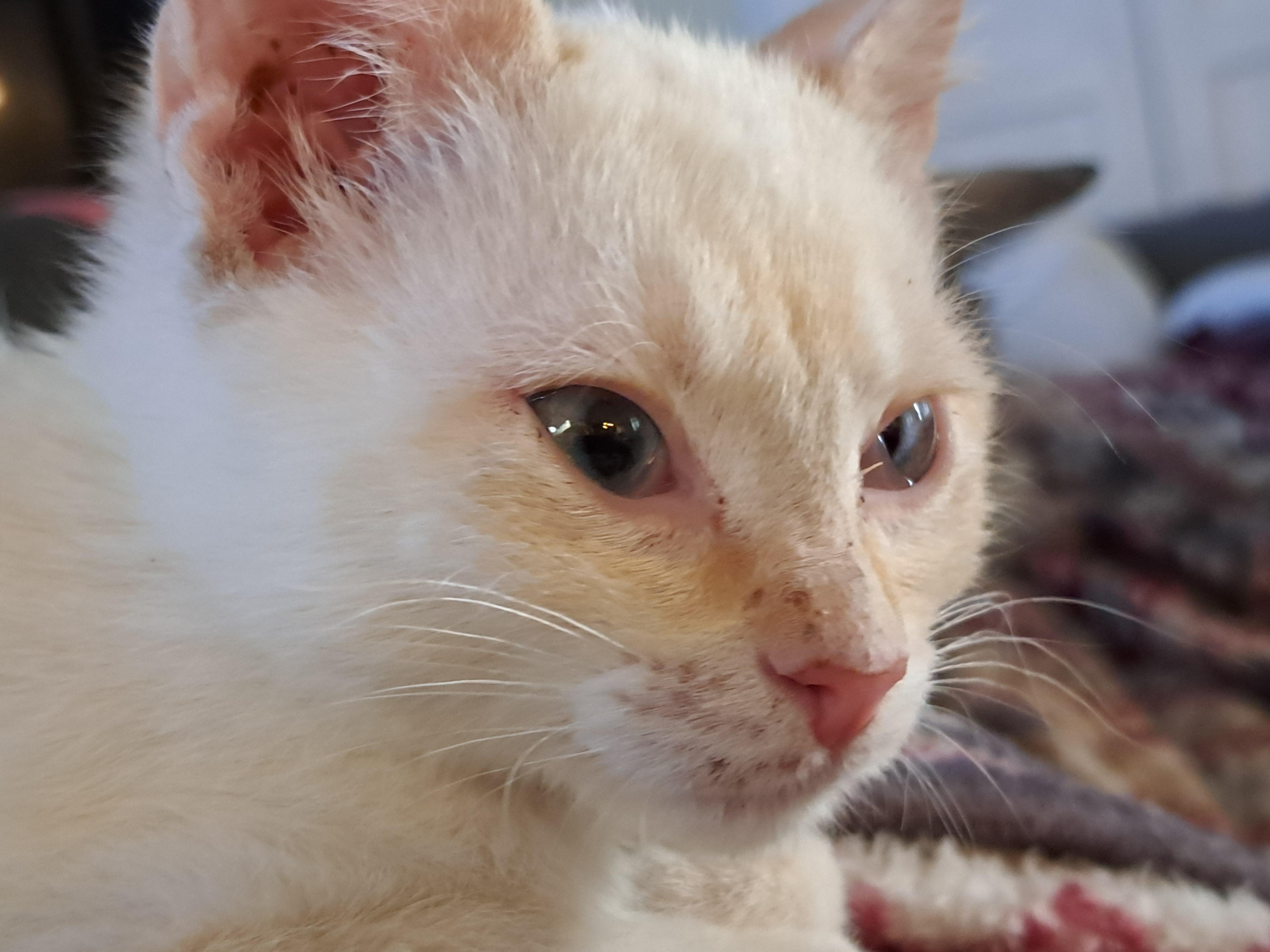 Enlarge Pearl and Ebony, a Adopted mixed breed in Albuquerque, NM image 4/5