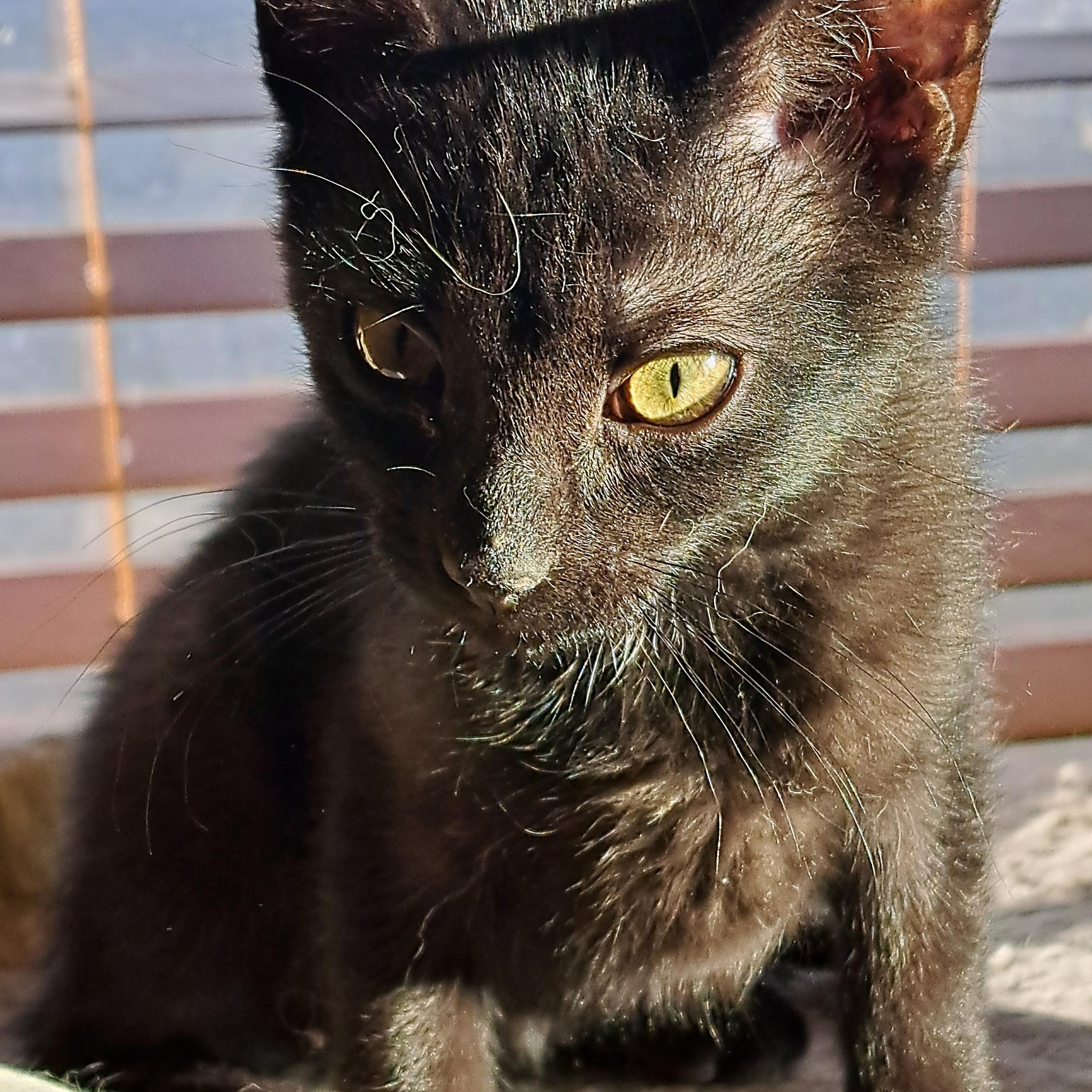 Enlarge Pearl and Ebony, a Adopted mixed breed in Albuquerque, NM image 5/5