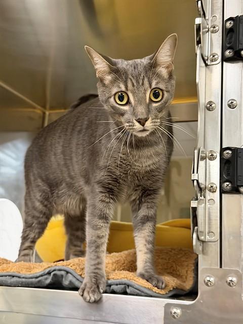 JACK, Adoptable, Young Male Domestic Short Hair.