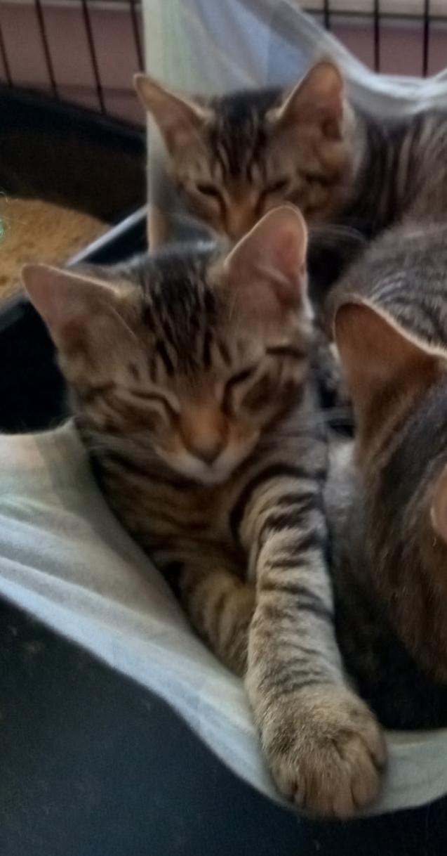 REMY, Baby Male unknown