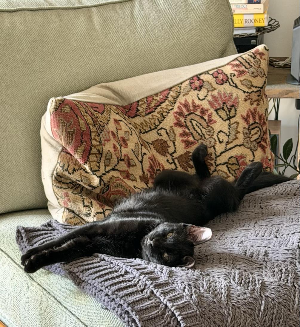 Enlarge Levee, a Adoptable Domestic Short Hair in New Orleans, LA image 1/6