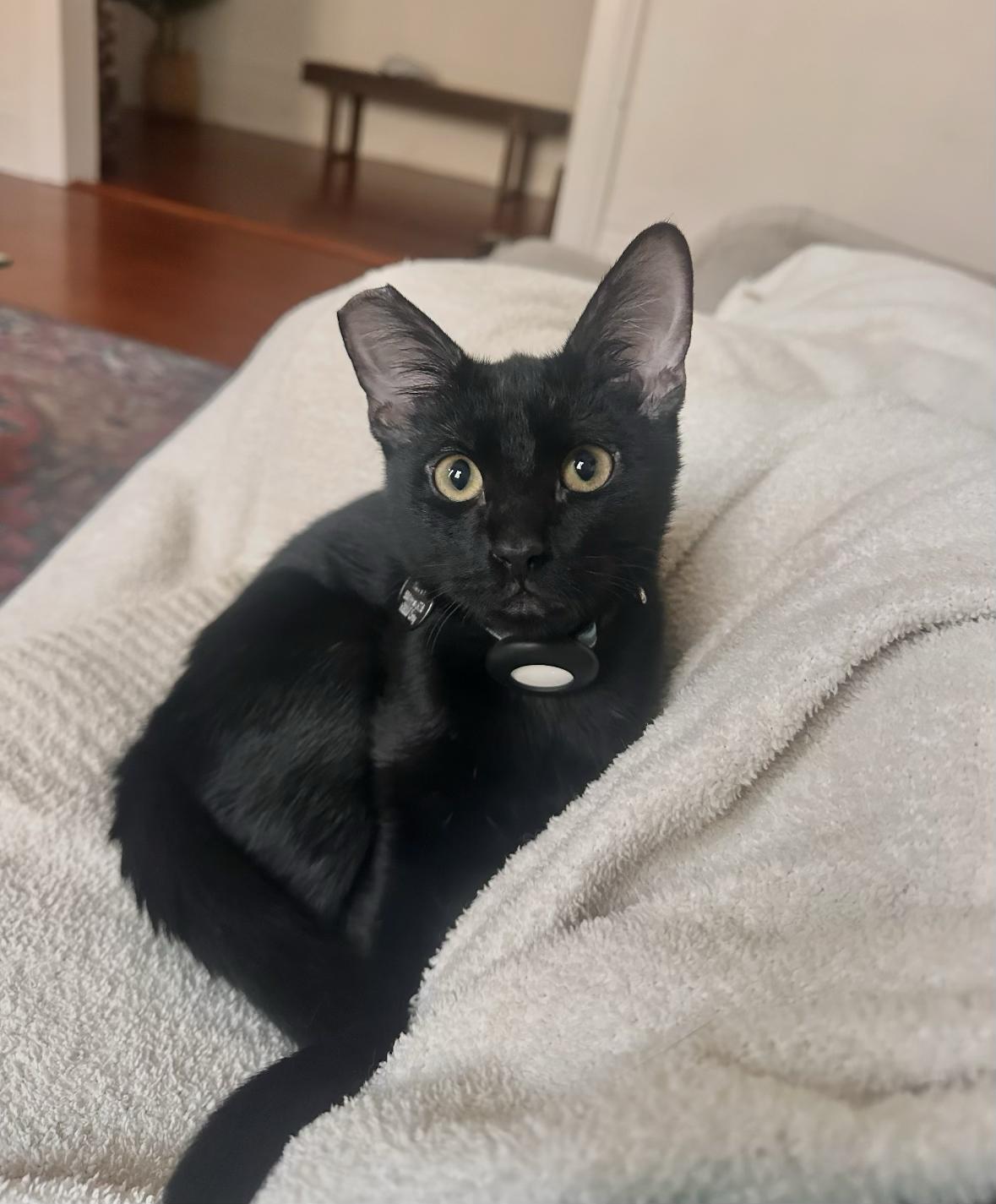 Enlarge Levee, a Adoptable Domestic Short Hair in New Orleans, LA image 2/6