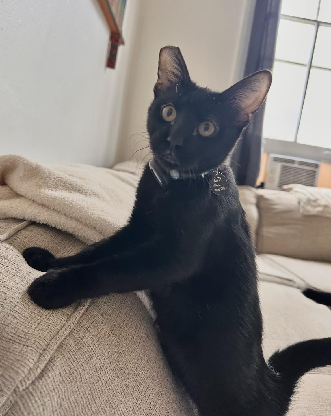 Enlarge Levee, a Adoptable Domestic Short Hair in New Orleans, LA image 5/6