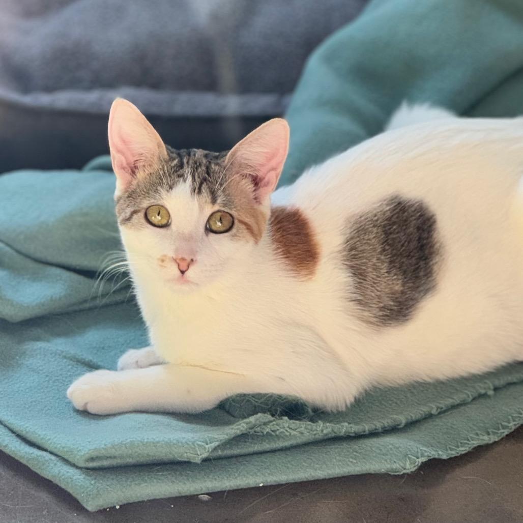 Gem, Adoptable, Adult Female Domestic Short Hair.