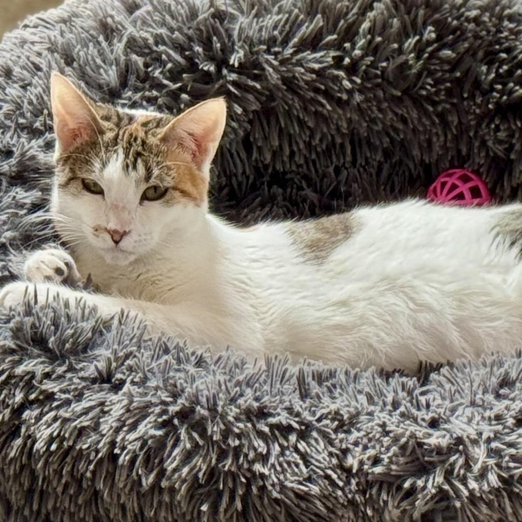 Enlarge Gem, a Adoptable Domestic Short Hair in Green Bay, WI image 2/6