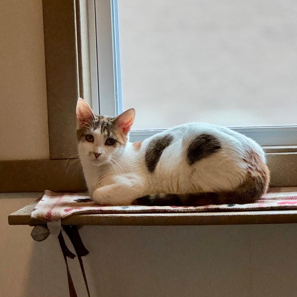 Enlarge Gem, a Adoptable Domestic Short Hair in Green Bay, WI image 3/6