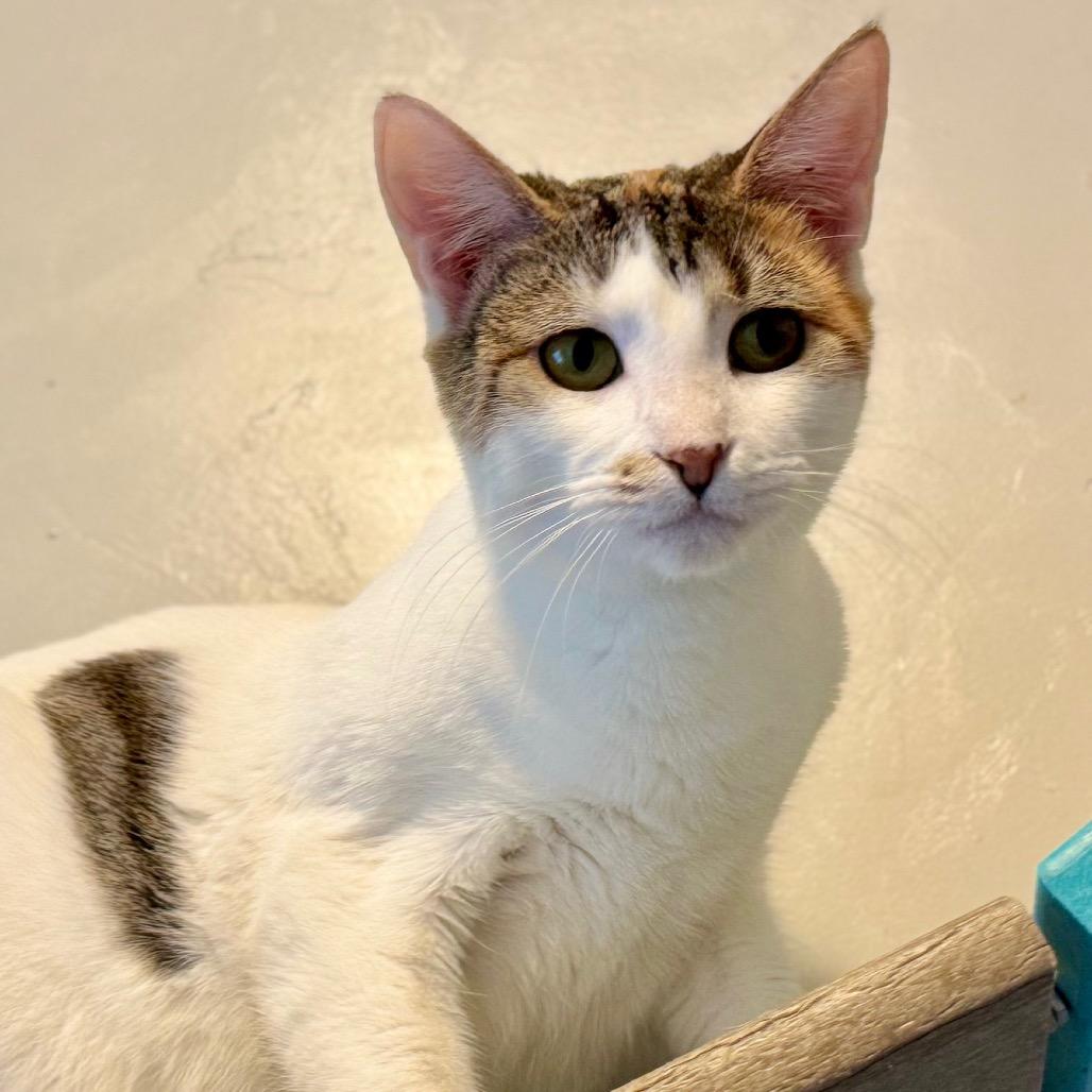 Enlarge Gem, a Adoptable Domestic Short Hair in Green Bay, WI image 4/6