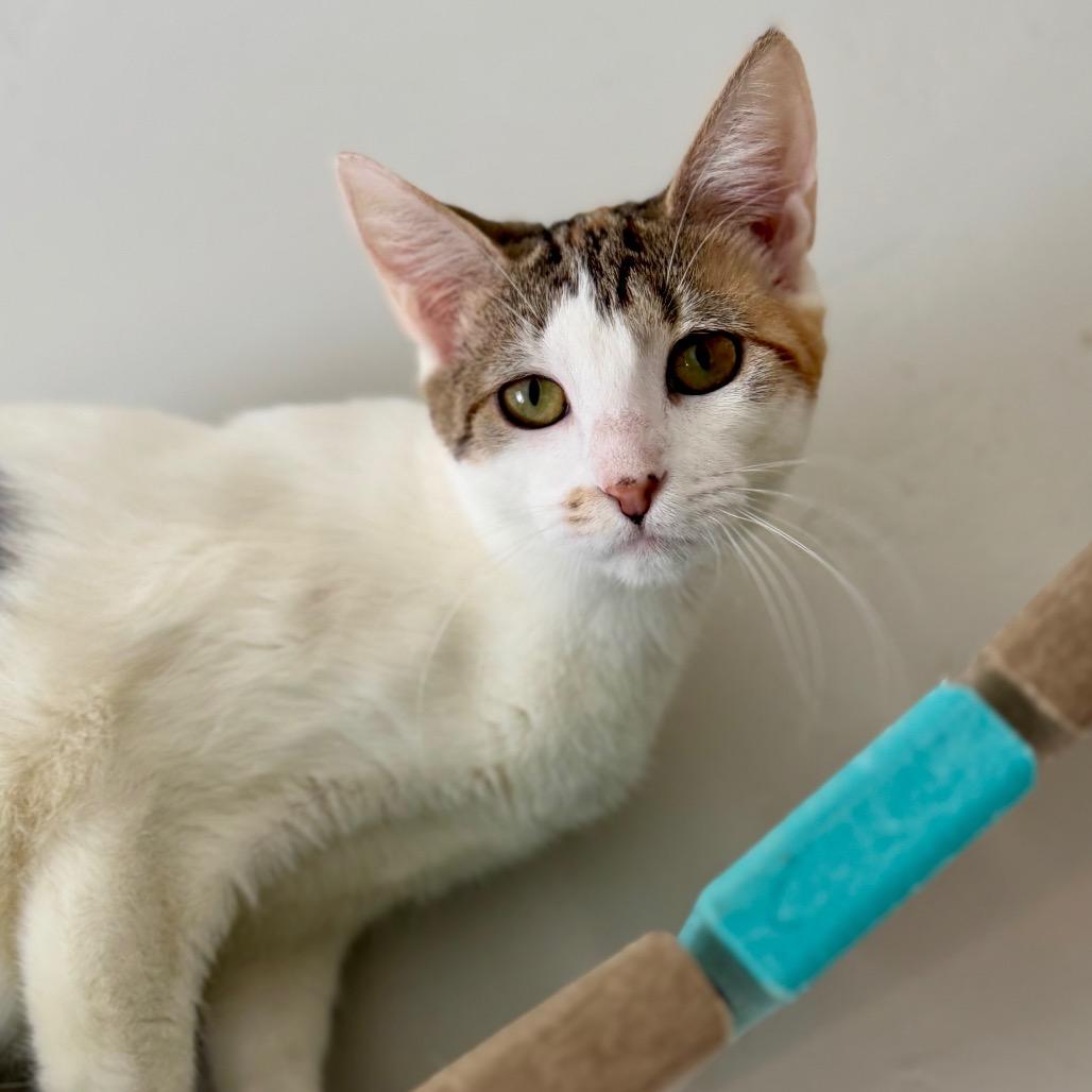 Enlarge Gem, a Adoptable Domestic Short Hair in Green Bay, WI image 5/6