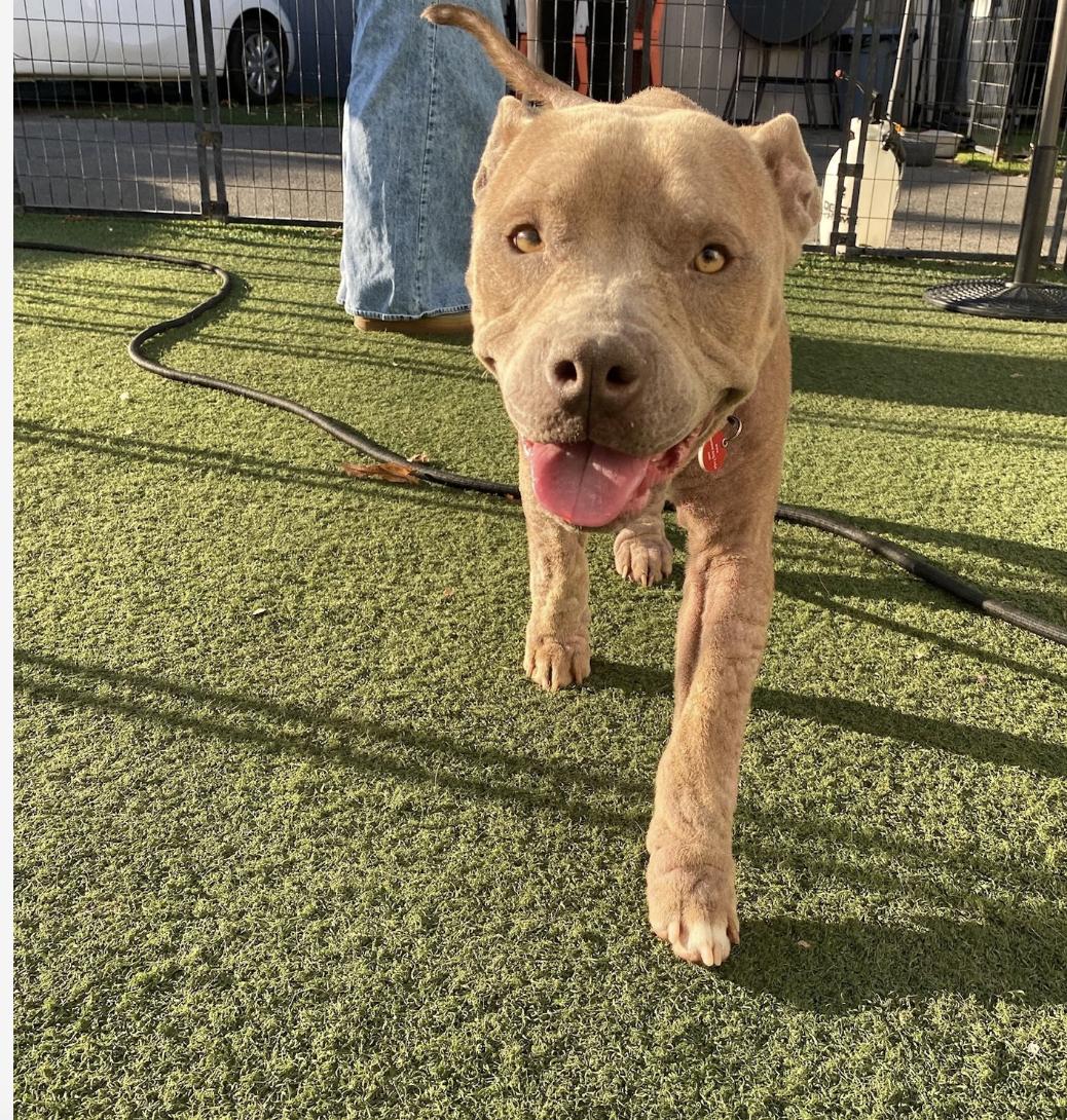 Rose, Adoptable, Adult Female Mixed Breed.