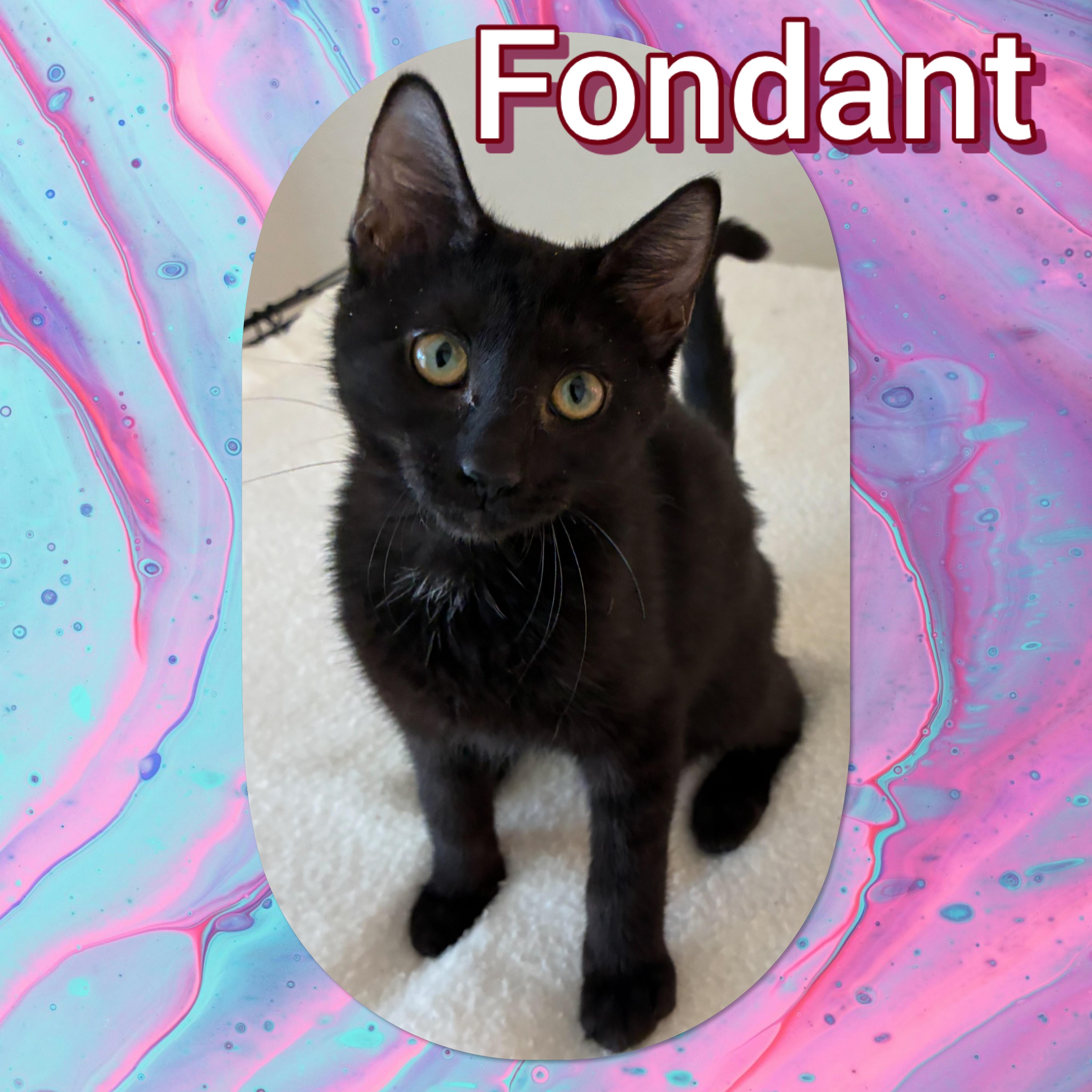 Fondant, adopted, Kitten Female Domestic Short Hair.