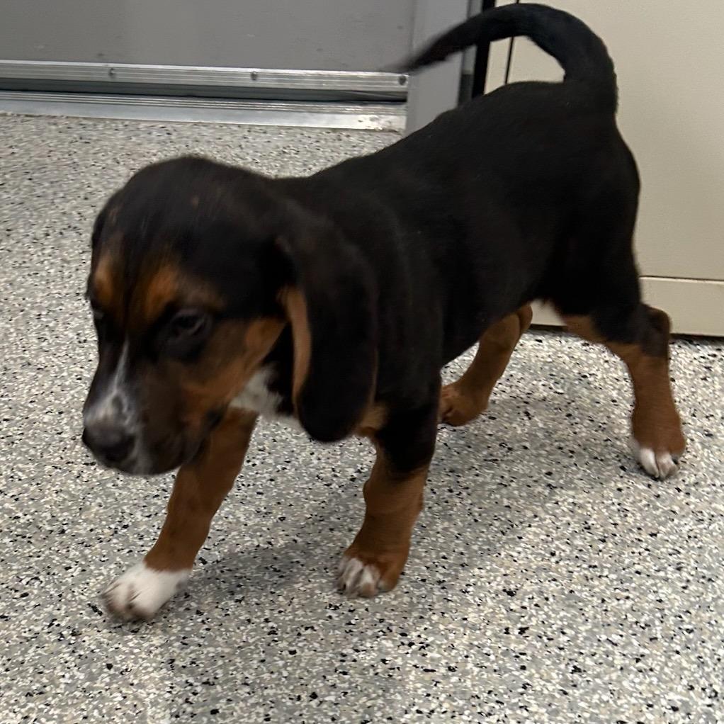Binx, Adoptable, Puppy Male Beagle & Coonhound.