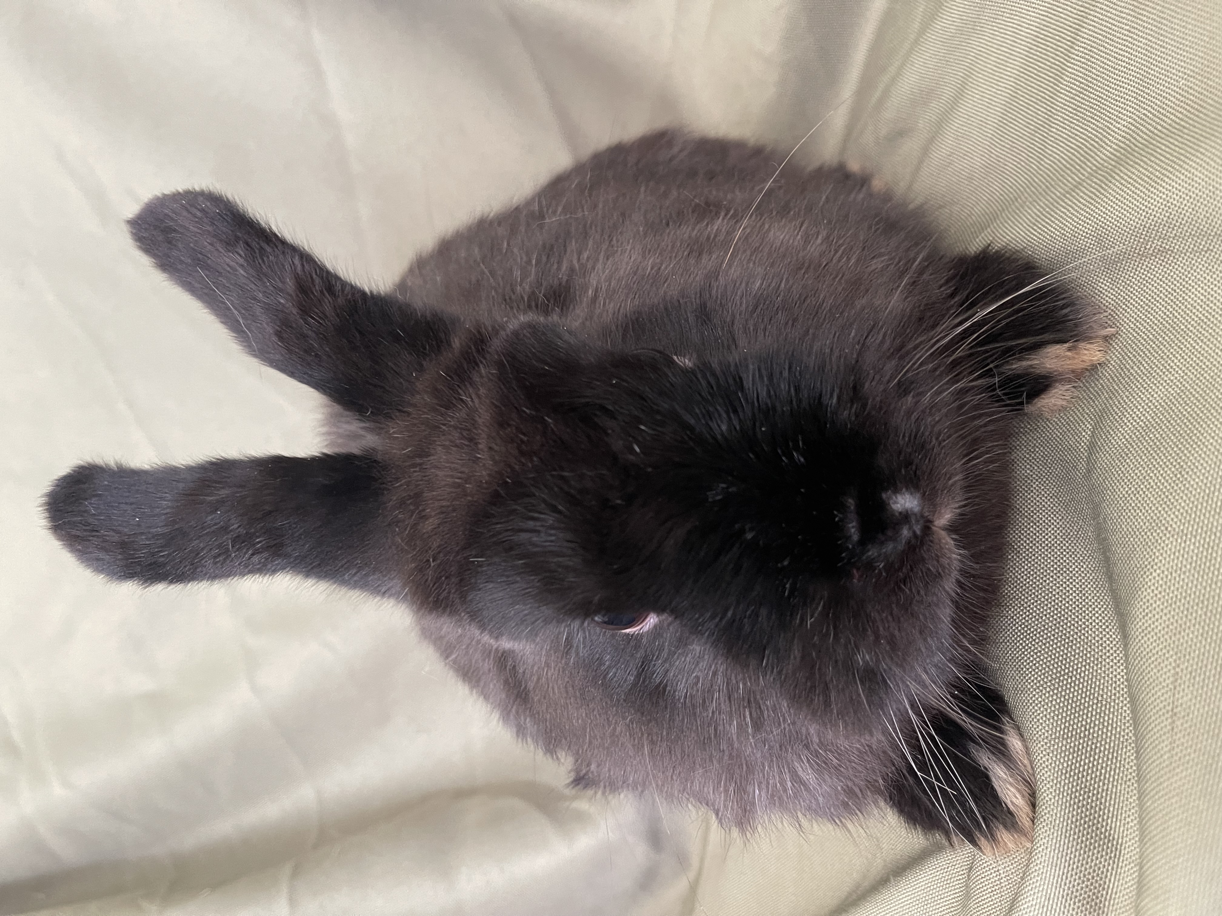 Isabella, adoptable, Adult Female Bunny Rabbit.