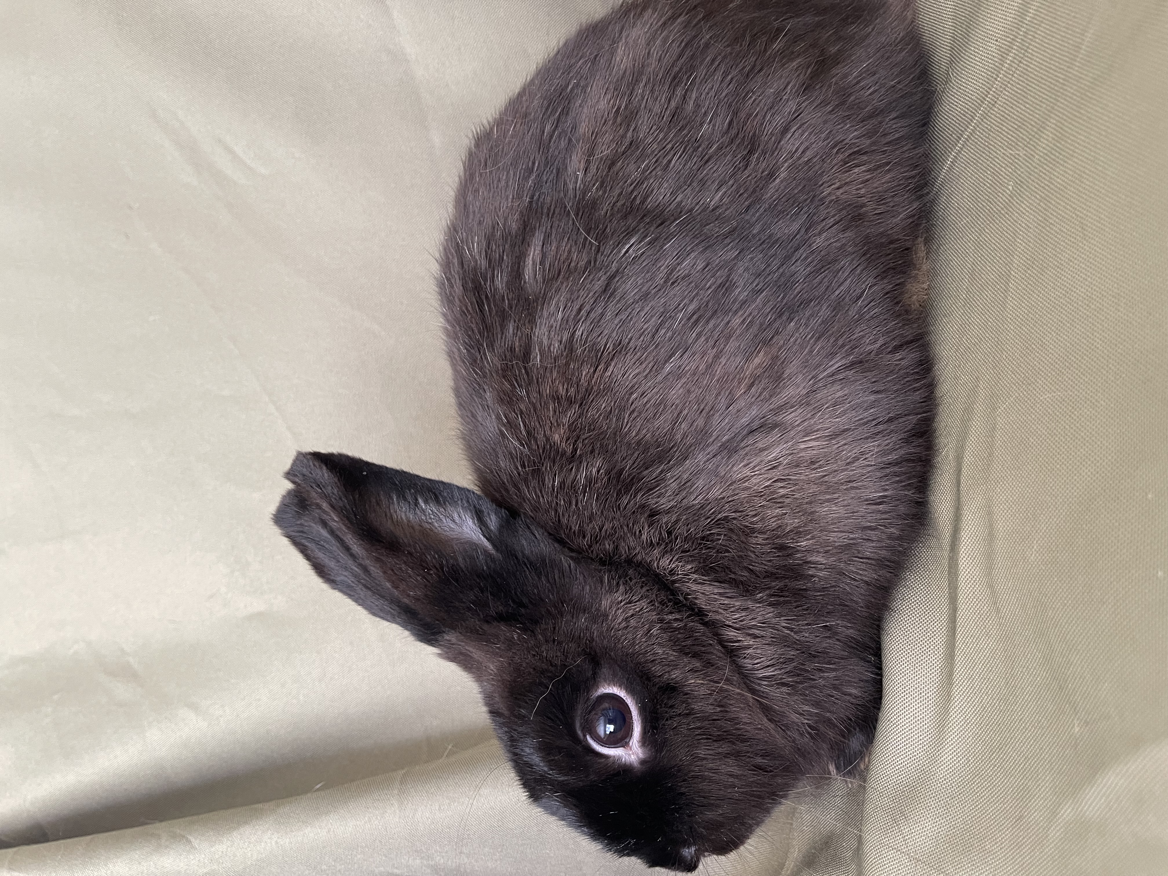 Enlarge Isabella, an adoptable mixed breed in Birmingham, AL image 2/3