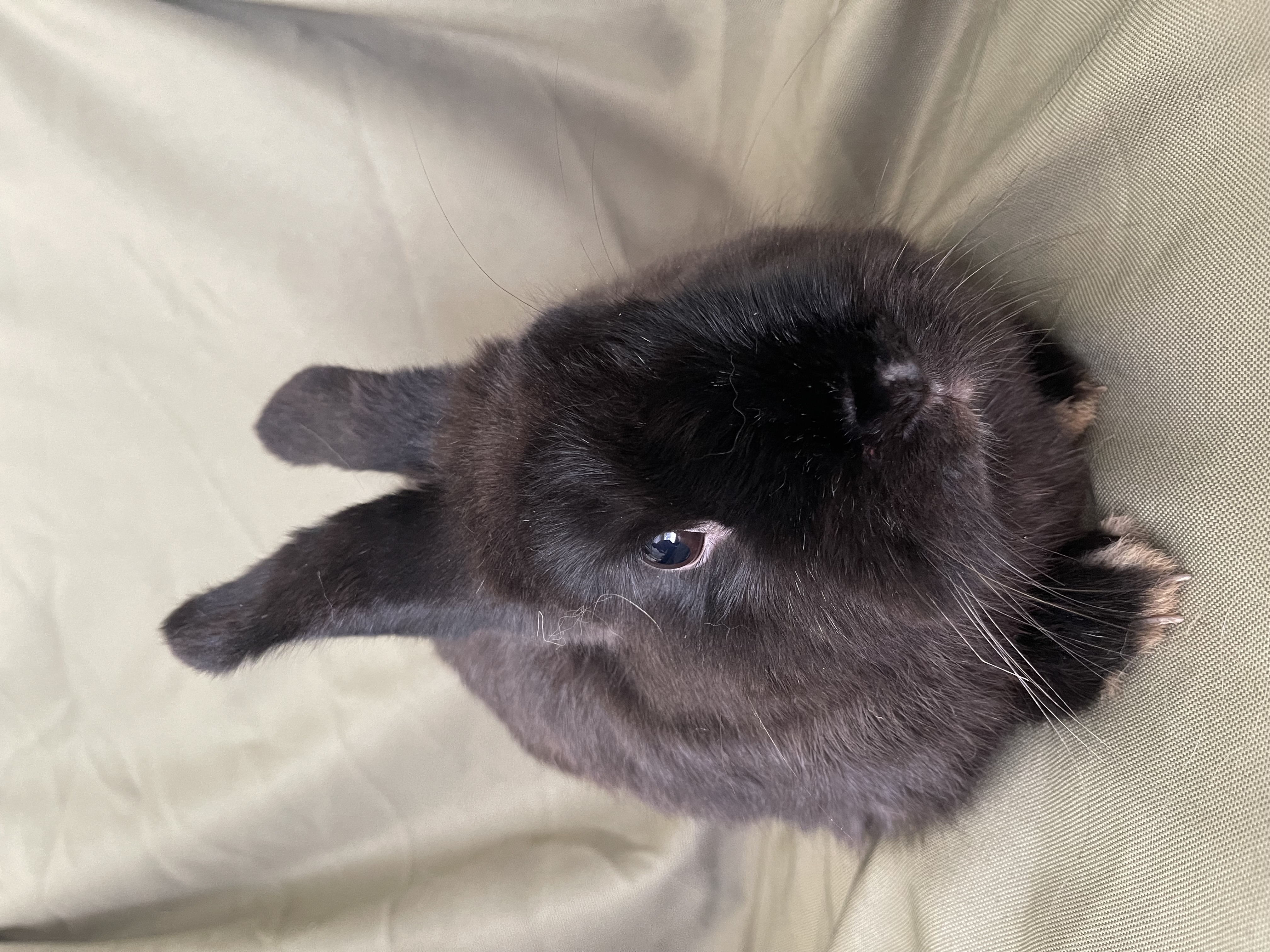 Enlarge Isabella, an adoptable mixed breed in Birmingham, AL image 3/3