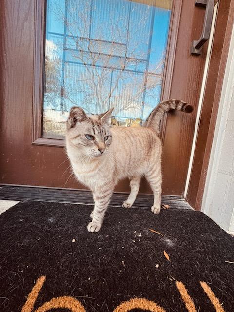 Grace, Adopted, Young Female Siamese.