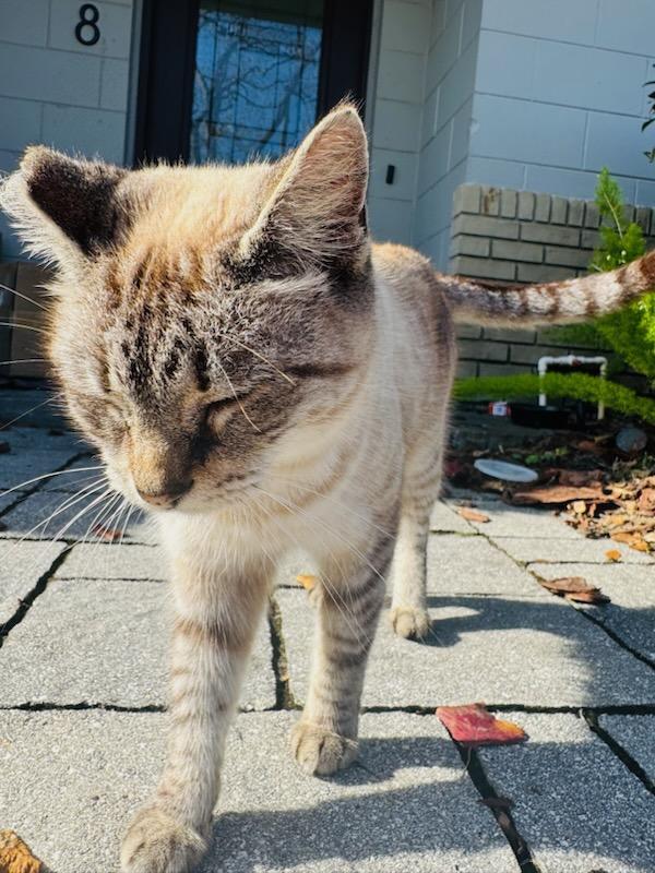 Grace, a Adopted Siamese in Orlando, FL image 2/3