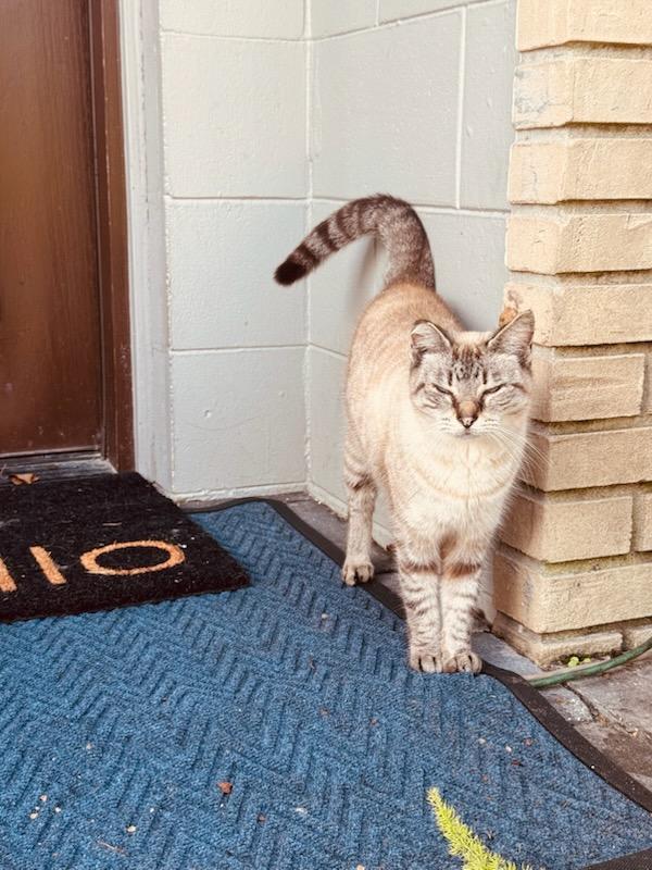 Grace, a Adopted Siamese in Orlando, FL image 3/3