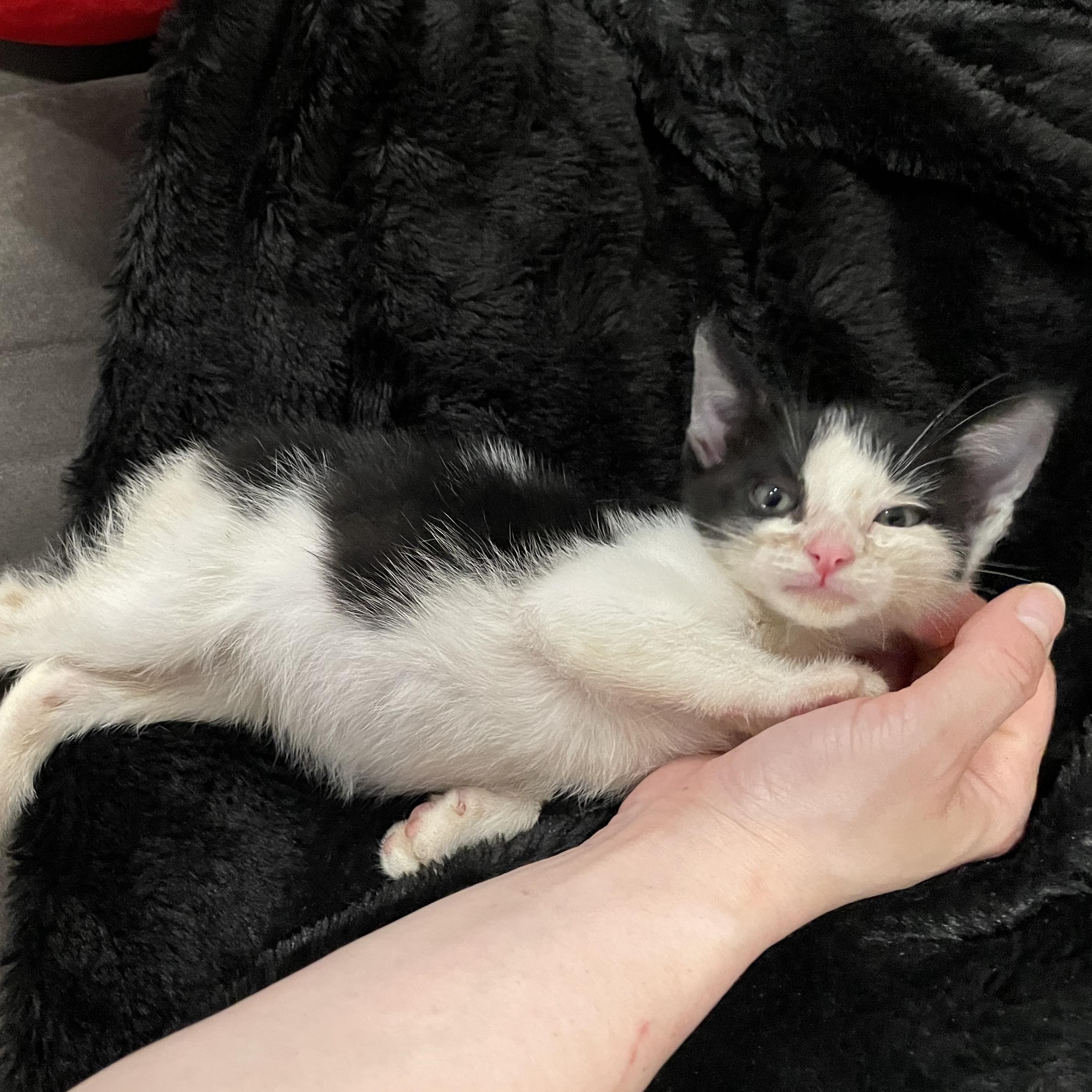 Pugsly, Adoptable, Kitten Male Domestic Short Hair & Tuxedo.