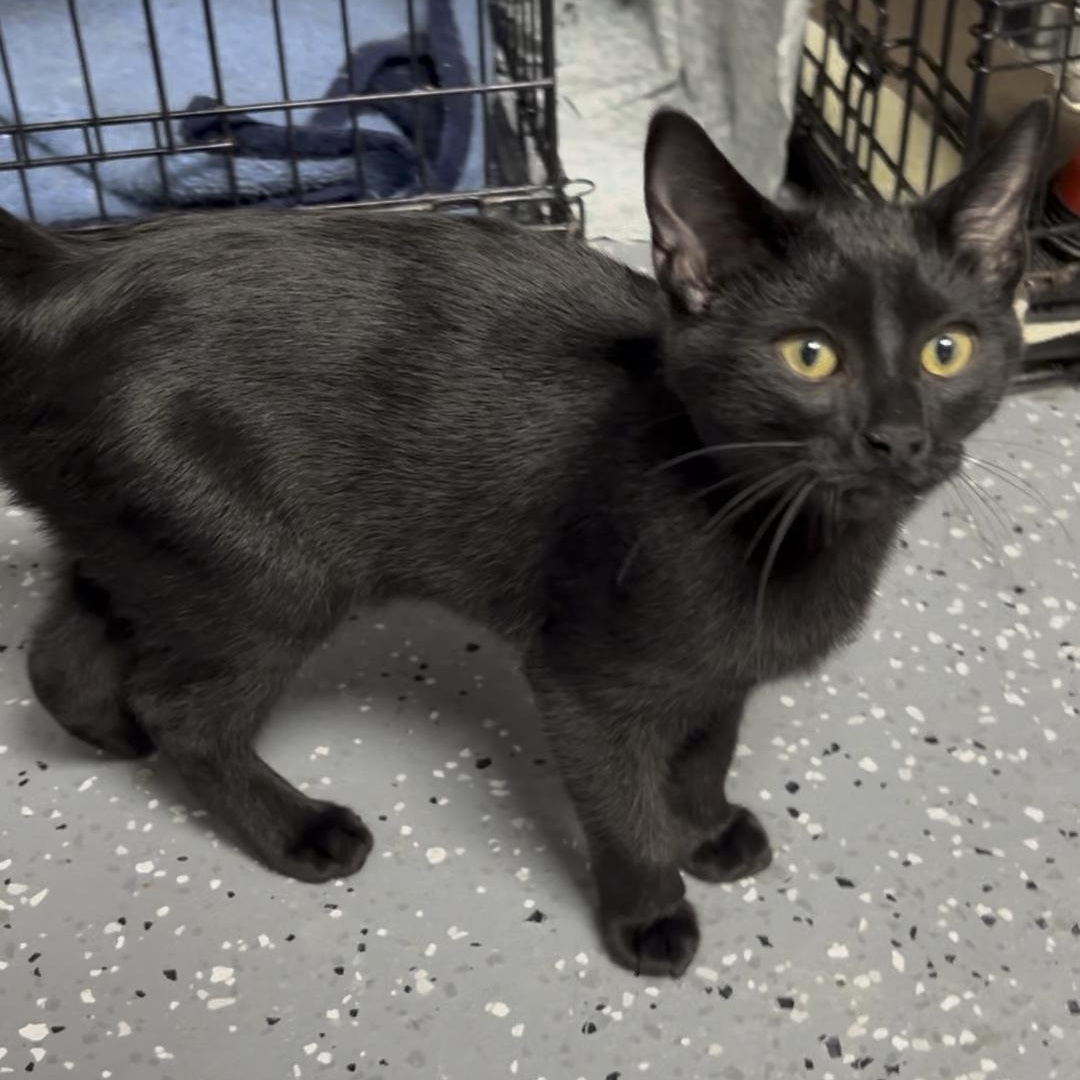 Soft Pretzel, a Adoptable Domestic Short Hair in Royal Oak, MI image 4/6