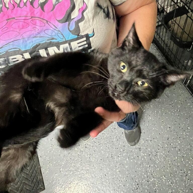 Soft Pretzel, a Adoptable Domestic Short Hair in Royal Oak, MI image 6/6