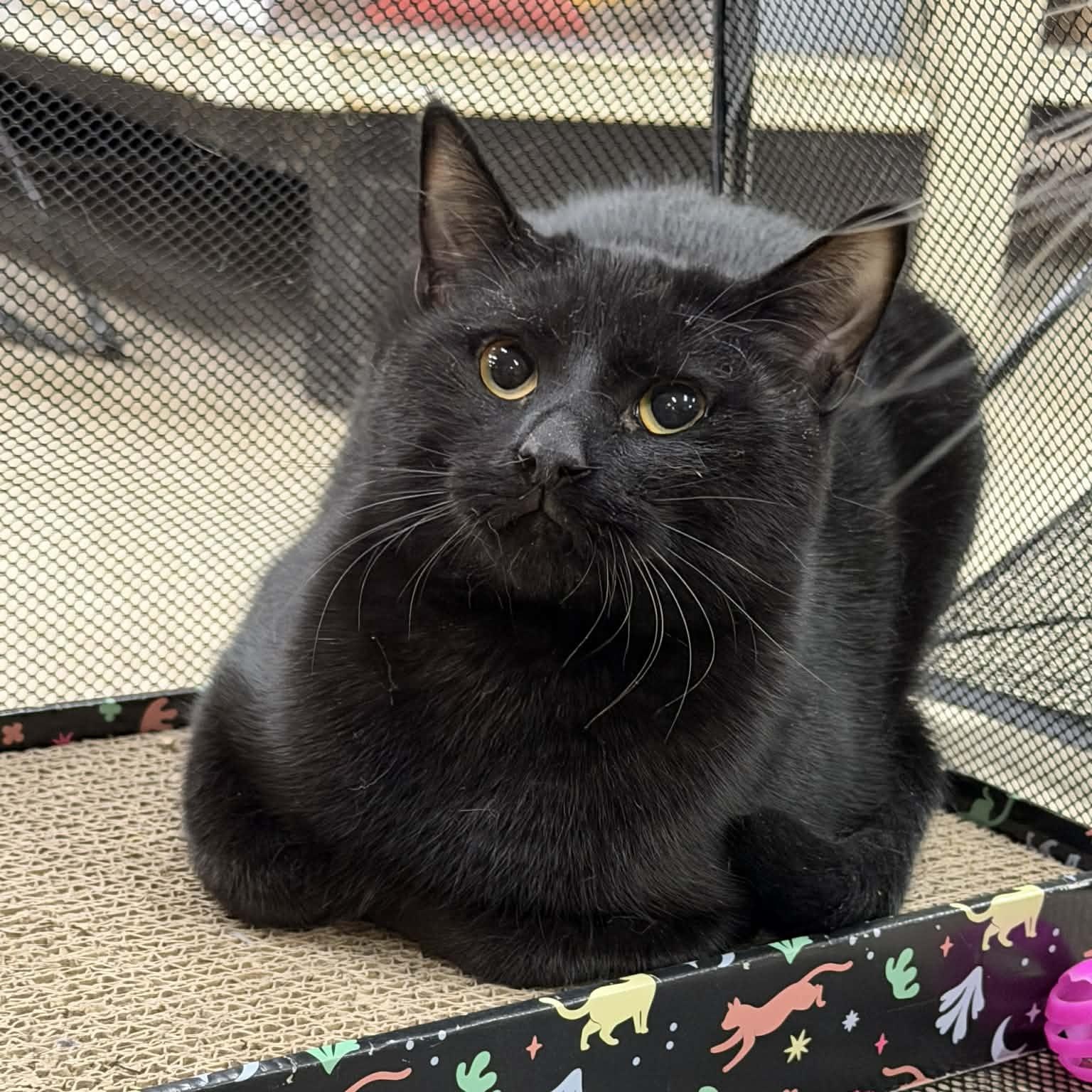 Soft Pretzel, a Adoptable Domestic Short Hair in Royal Oak, MI image 2/6