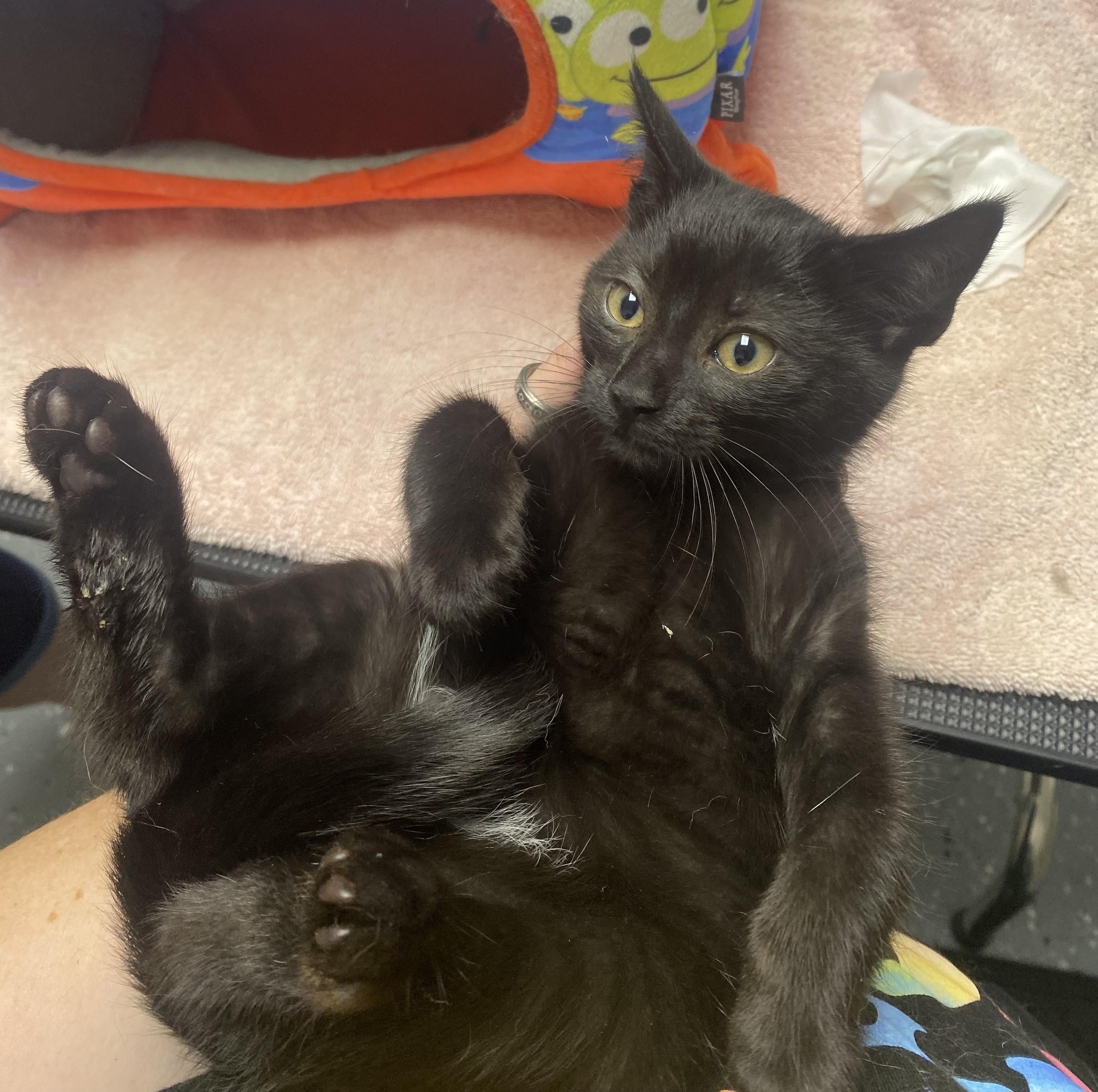 Soft Pretzel, a Adoptable Domestic Short Hair in Royal Oak, MI image 3/6