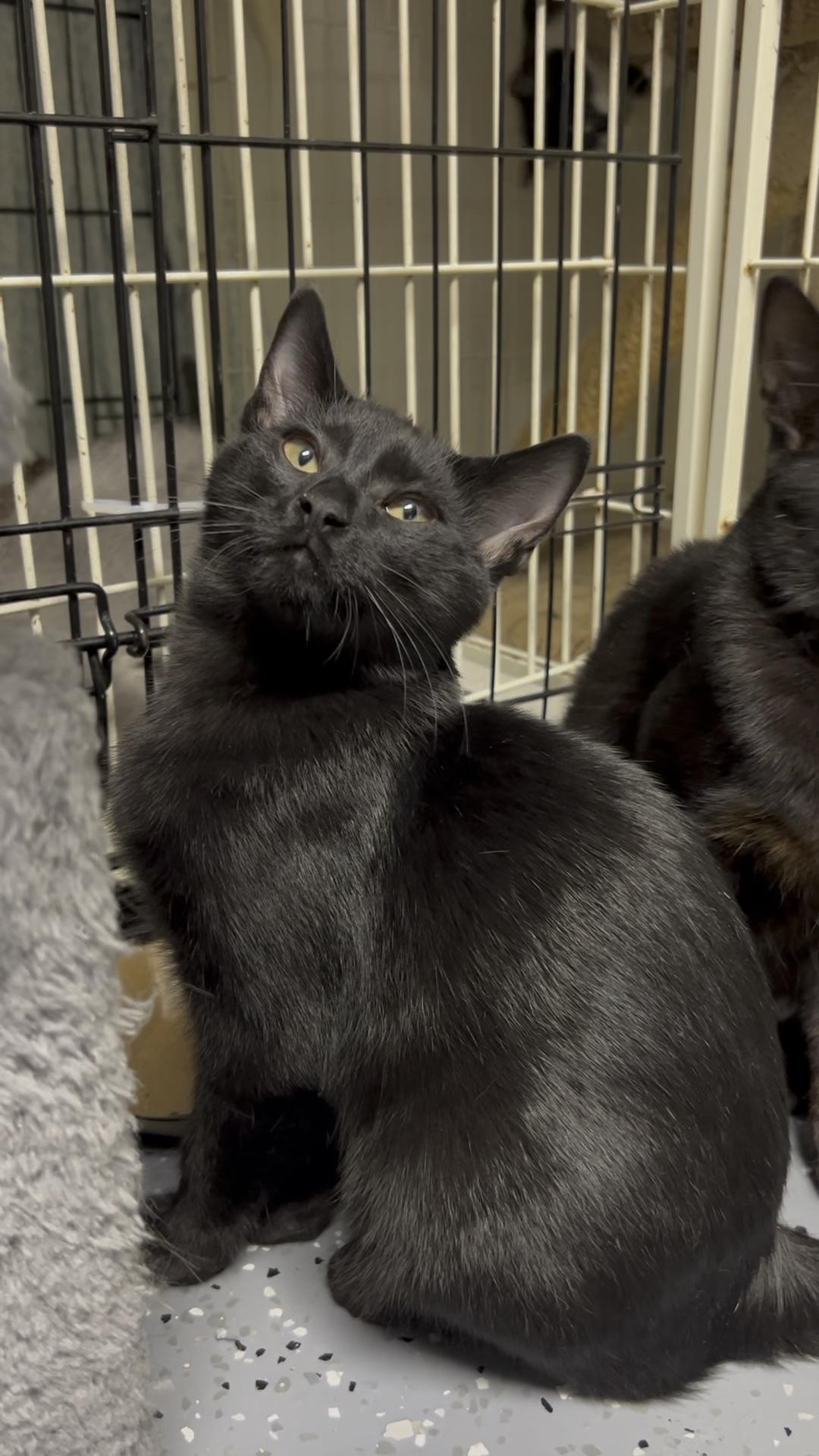 Soft Pretzel, a Adoptable Domestic Short Hair in Royal Oak, MI image 5/6