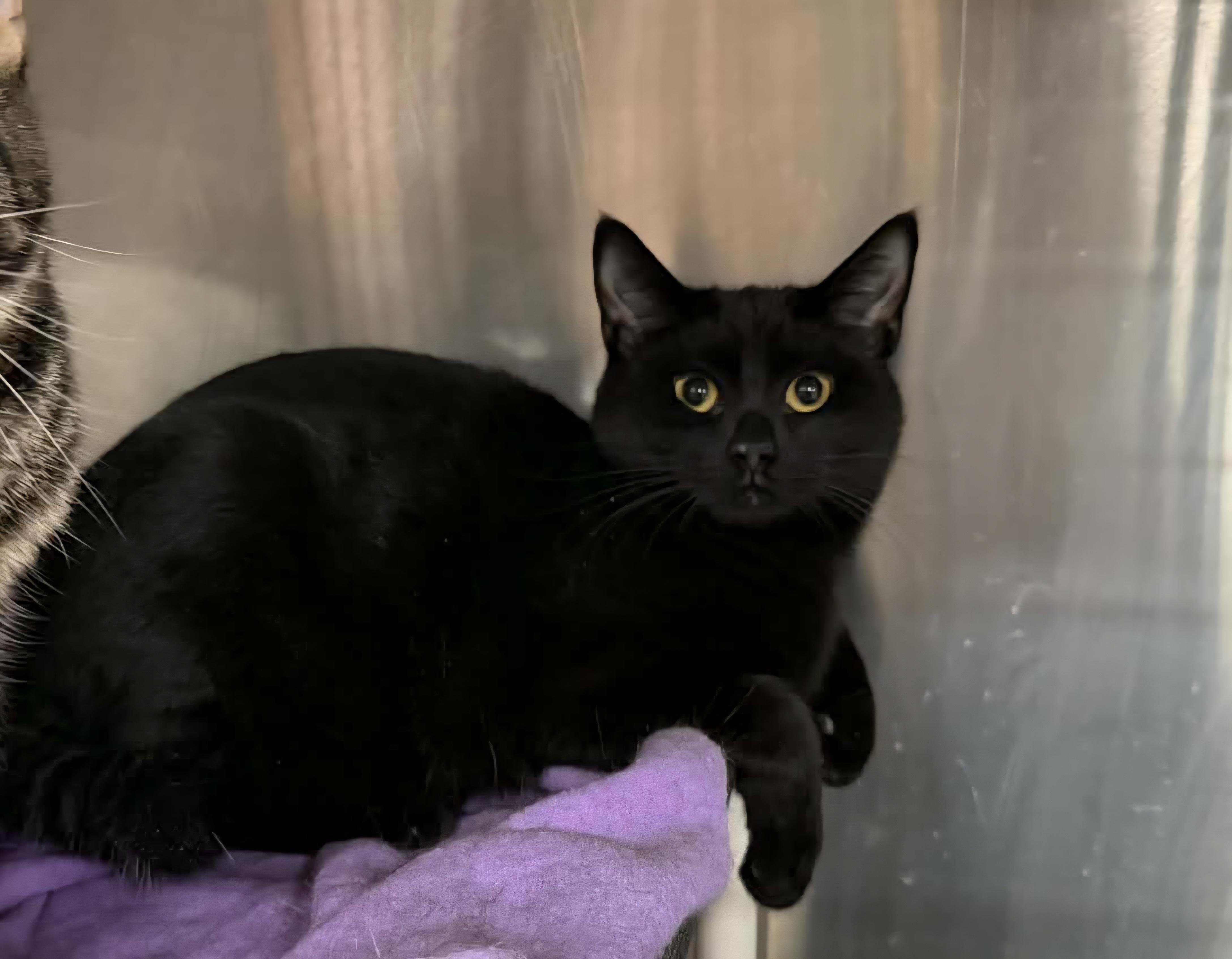 Soft Pretzel, Adoptable, Kitten Male Domestic Short Hair.