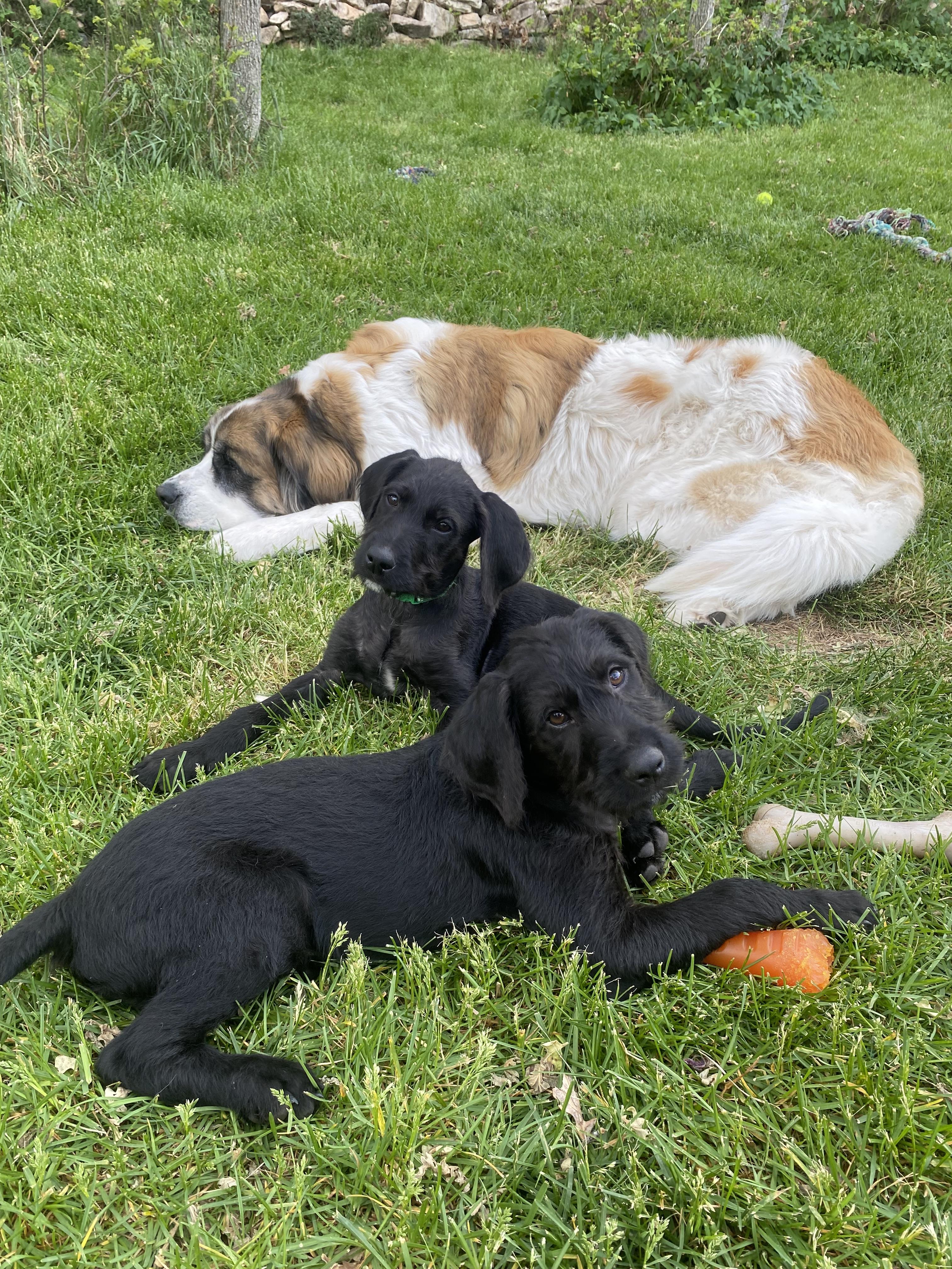 Brennan, Adoptable, Puppy Male Mixed Breed.