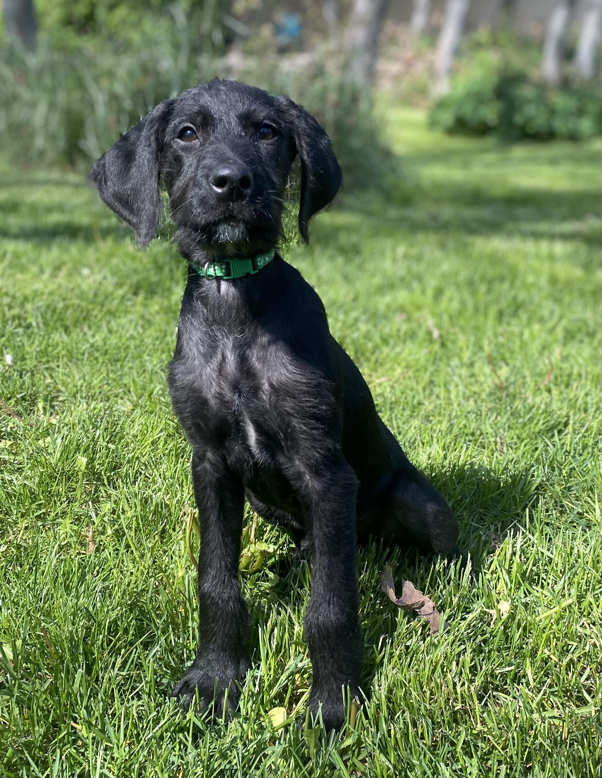 Brennan, a Adoptable Mixed Breed in Fruit Heights, UT image 2/6