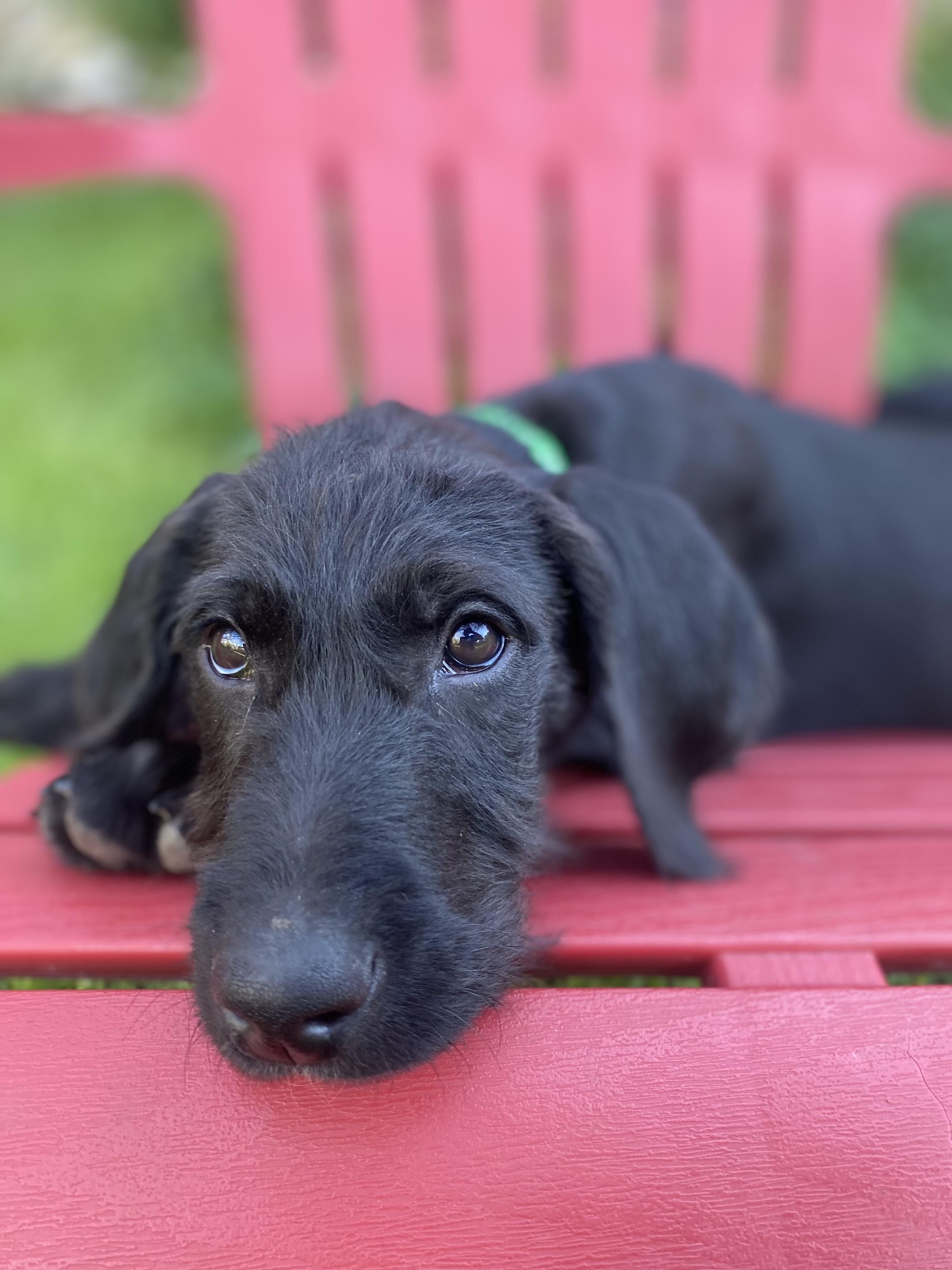 Brennan, a Adoptable Mixed Breed in Fruit Heights, UT image 3/6