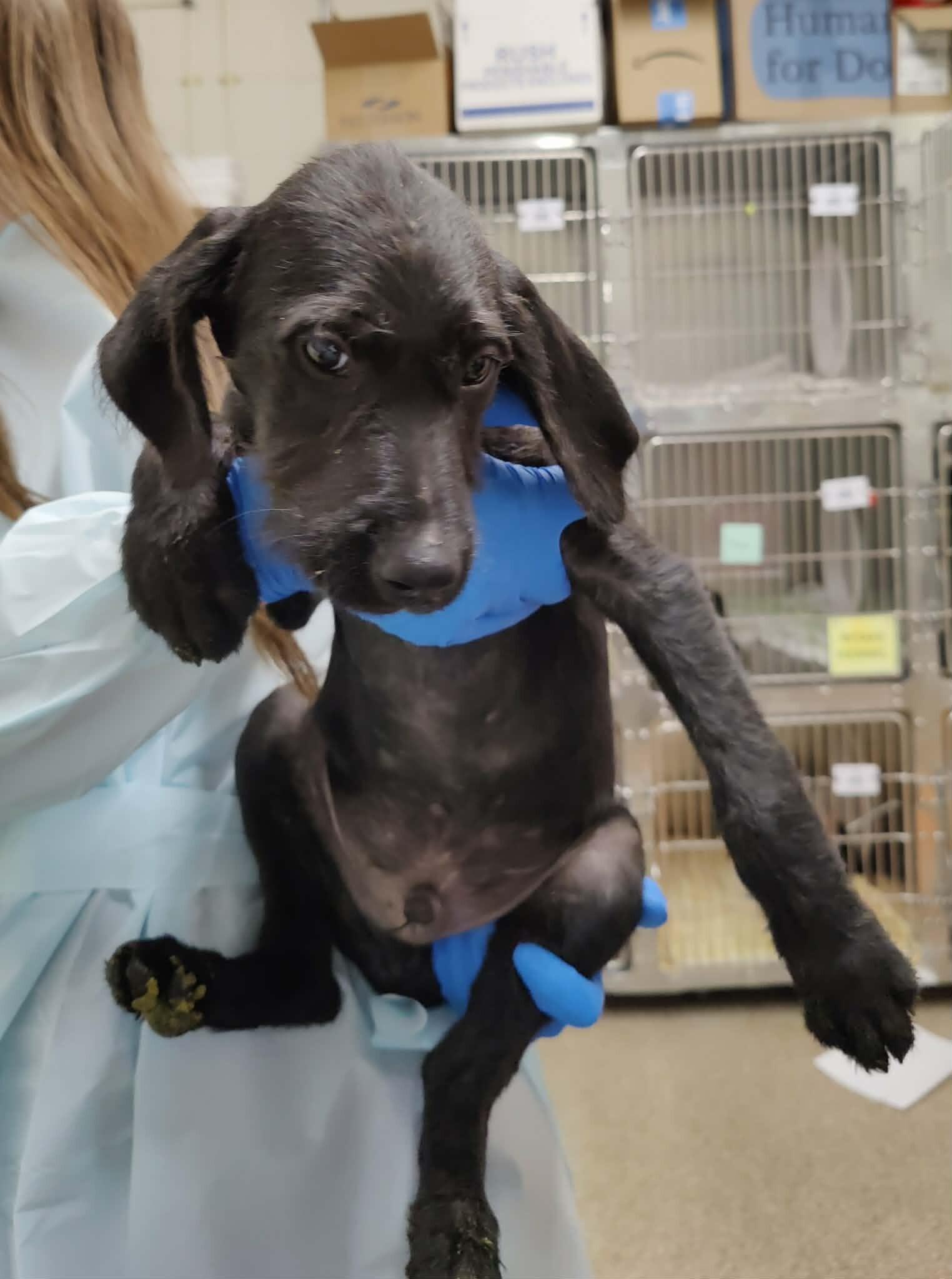 Brennan, a Adoptable Mixed Breed in Fruit Heights, UT image 4/6