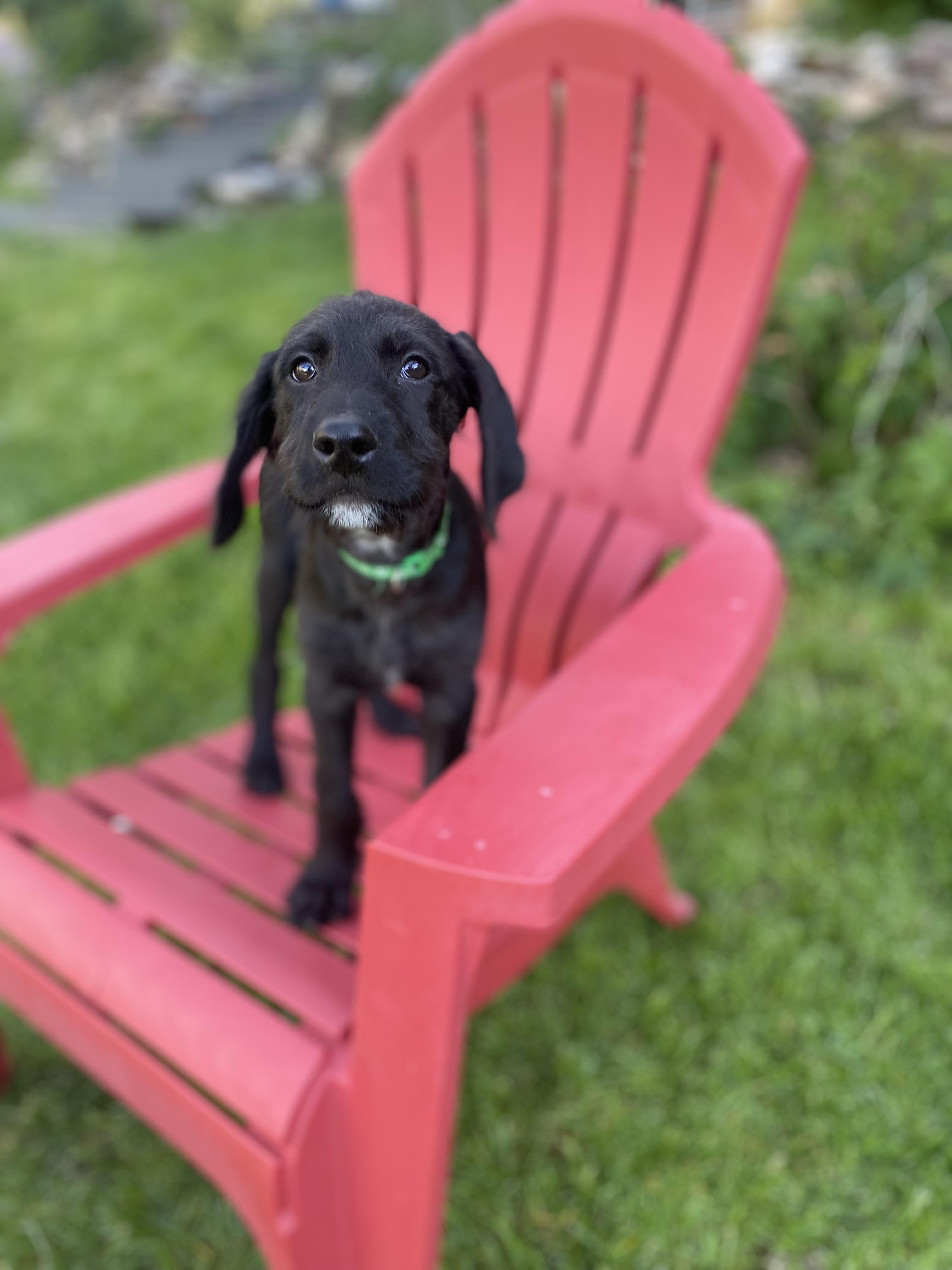 Brennan, a Adoptable Mixed Breed in Fruit Heights, UT image 5/6