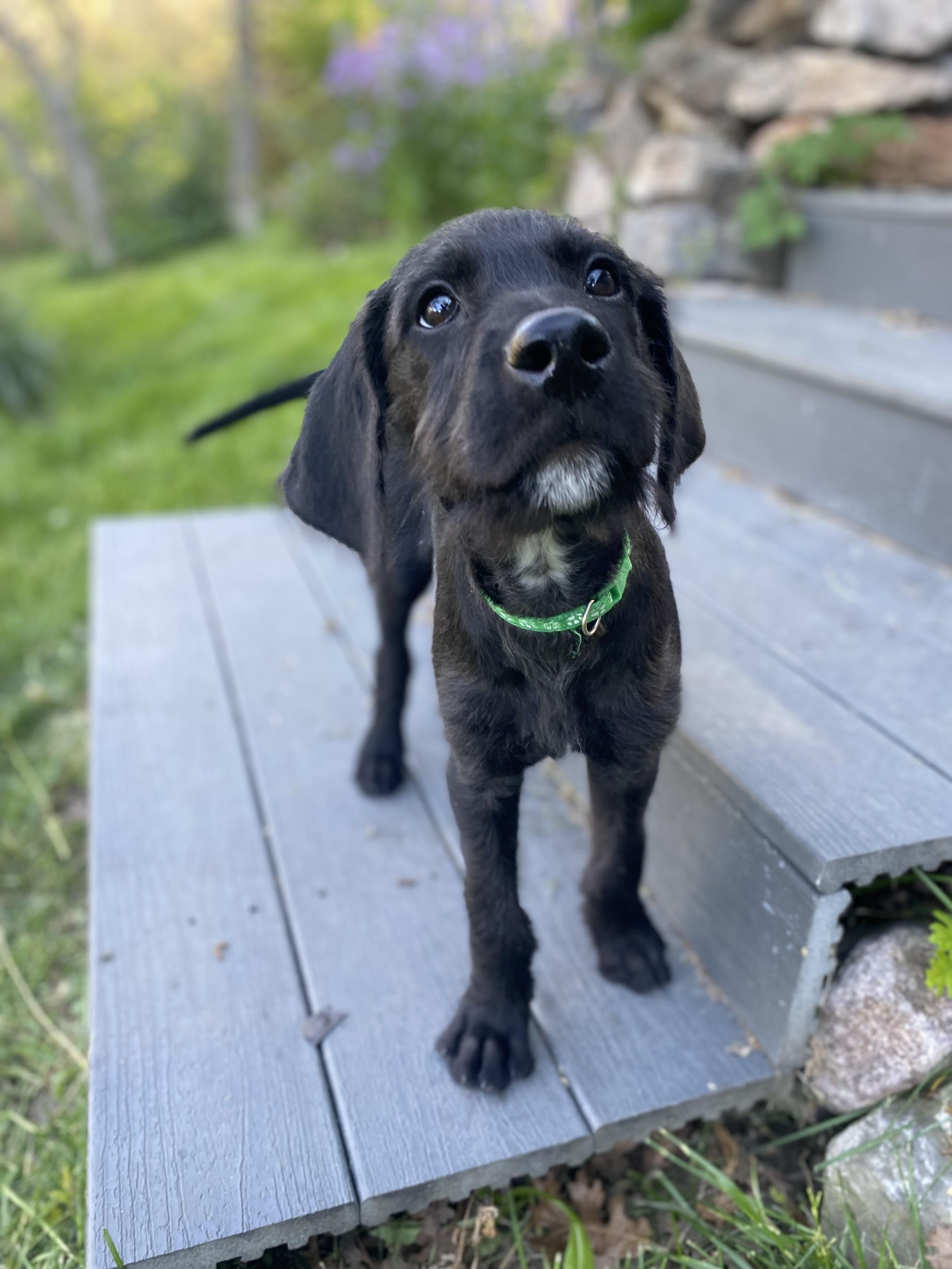 Brennan, a Adoptable Mixed Breed in Fruit Heights, UT image 6/6