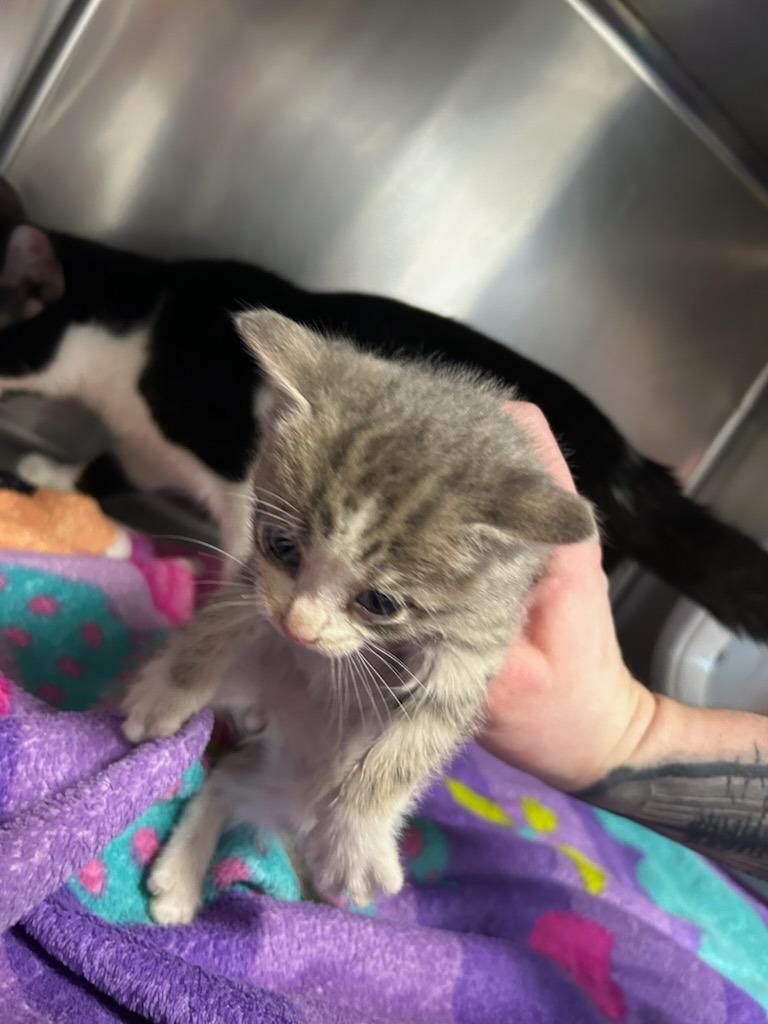 Rocket, Adoptable, Kitten Male Domestic Short Hair.