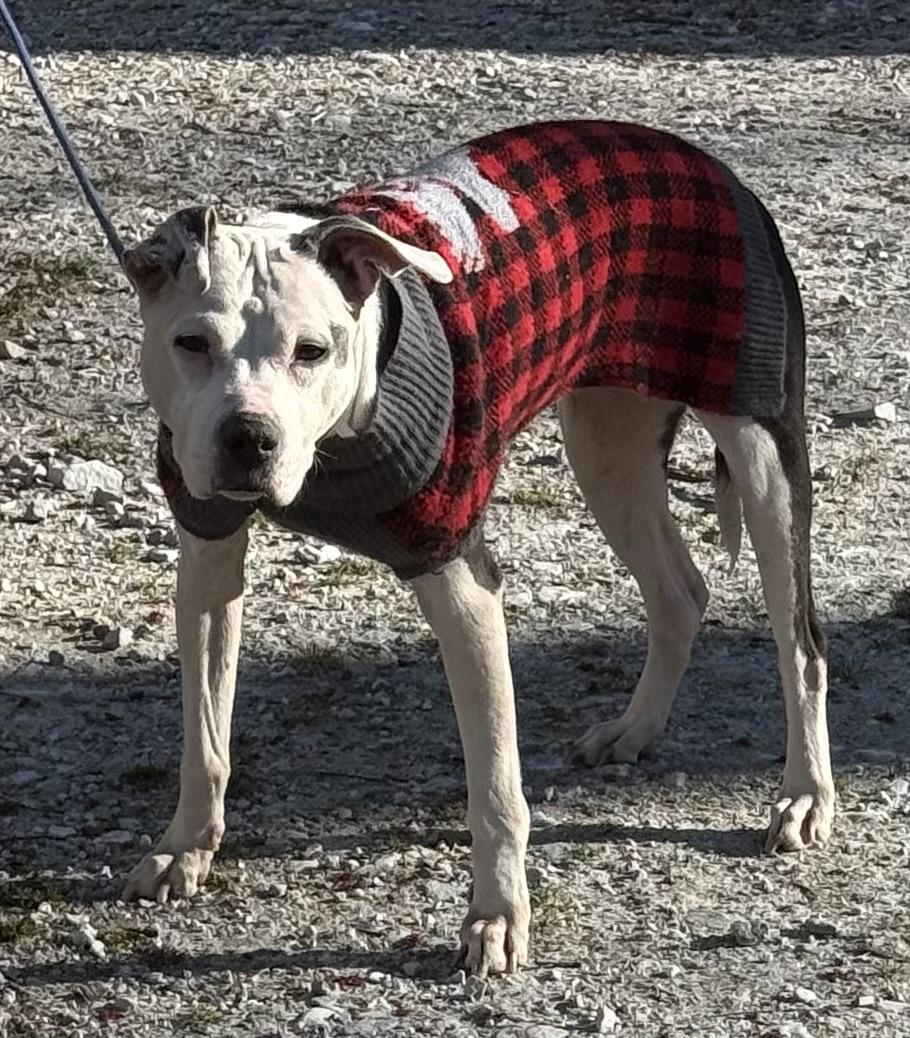 Enlarge Bella, a ADOPTABLE mixed breed in Wingdale, NY image 4/4