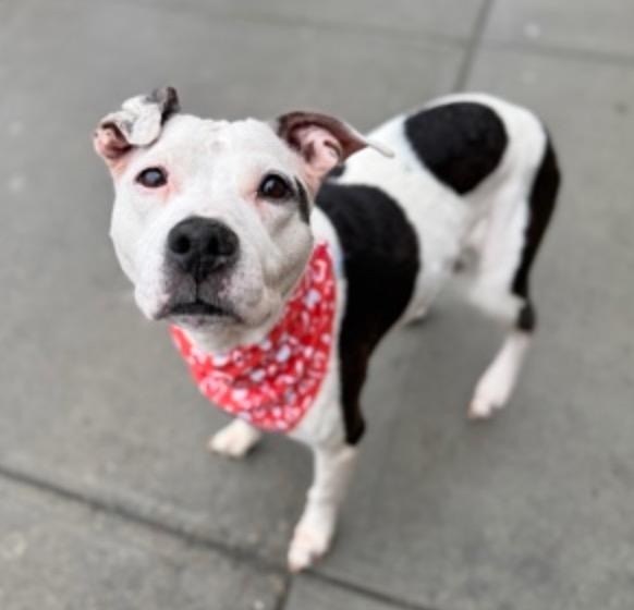 Enlarge Bella, a ADOPTABLE mixed breed in Wingdale, NY image 3/4