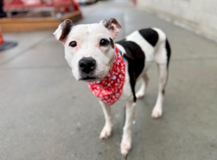 Bella, ADOPTABLE, Senior Female American Bulldog & Boxer.