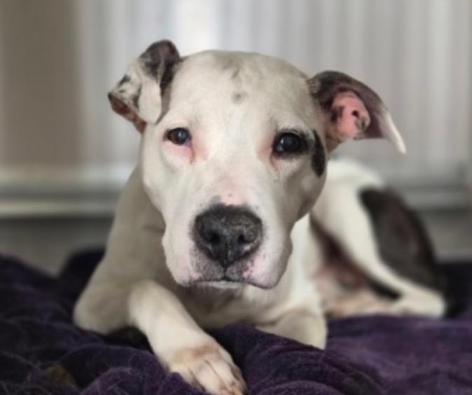 Enlarge Bella, a ADOPTABLE mixed breed in Wingdale, NY image 2/4