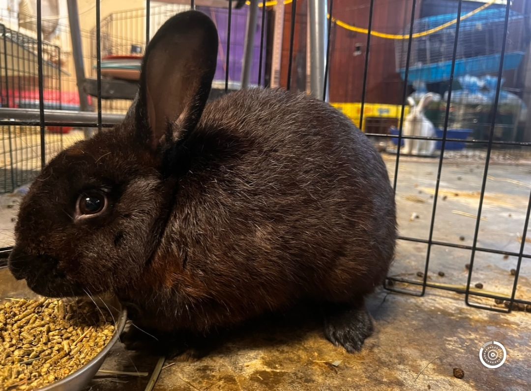 Stormie (female) and Pepper (male), Adoptable, Young Male Rex.